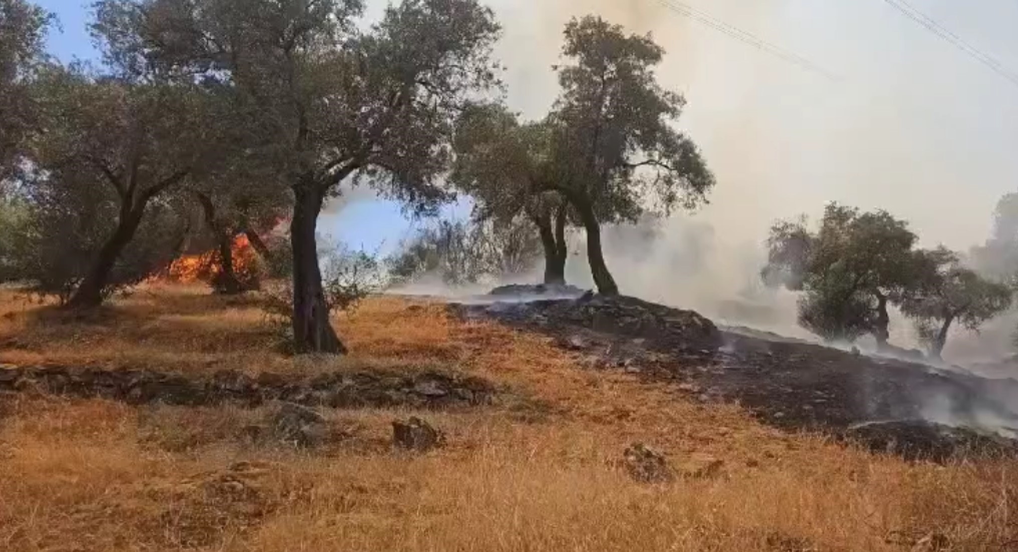 Aydın’ın Çine Ilçesinde Çıkan Yangında 30 Dönüm Zeytinlik Alan Yanarak Zarar Gördü. 2