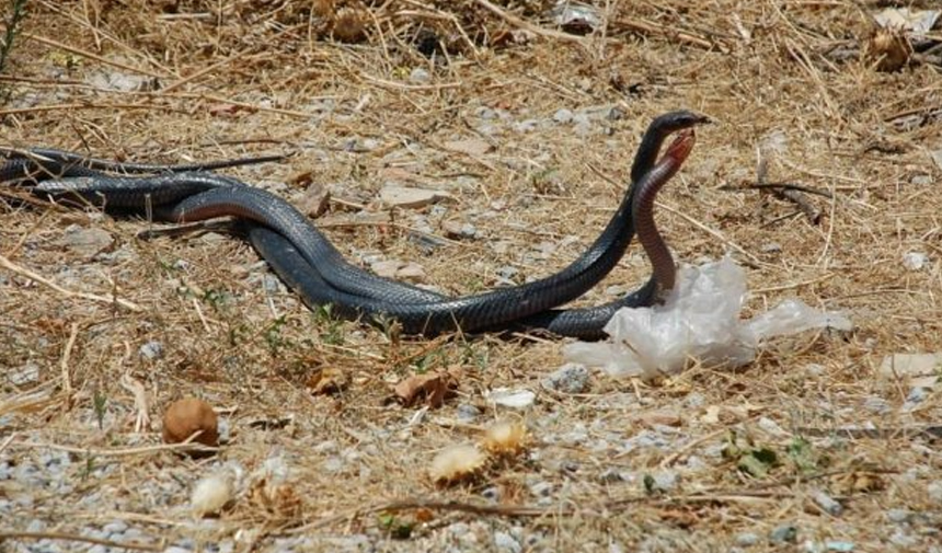 Doğal Dengeyi Koruyor, Sakın Öldürmeyin Karayılanlar Hakkında Bilgilendirme (5)