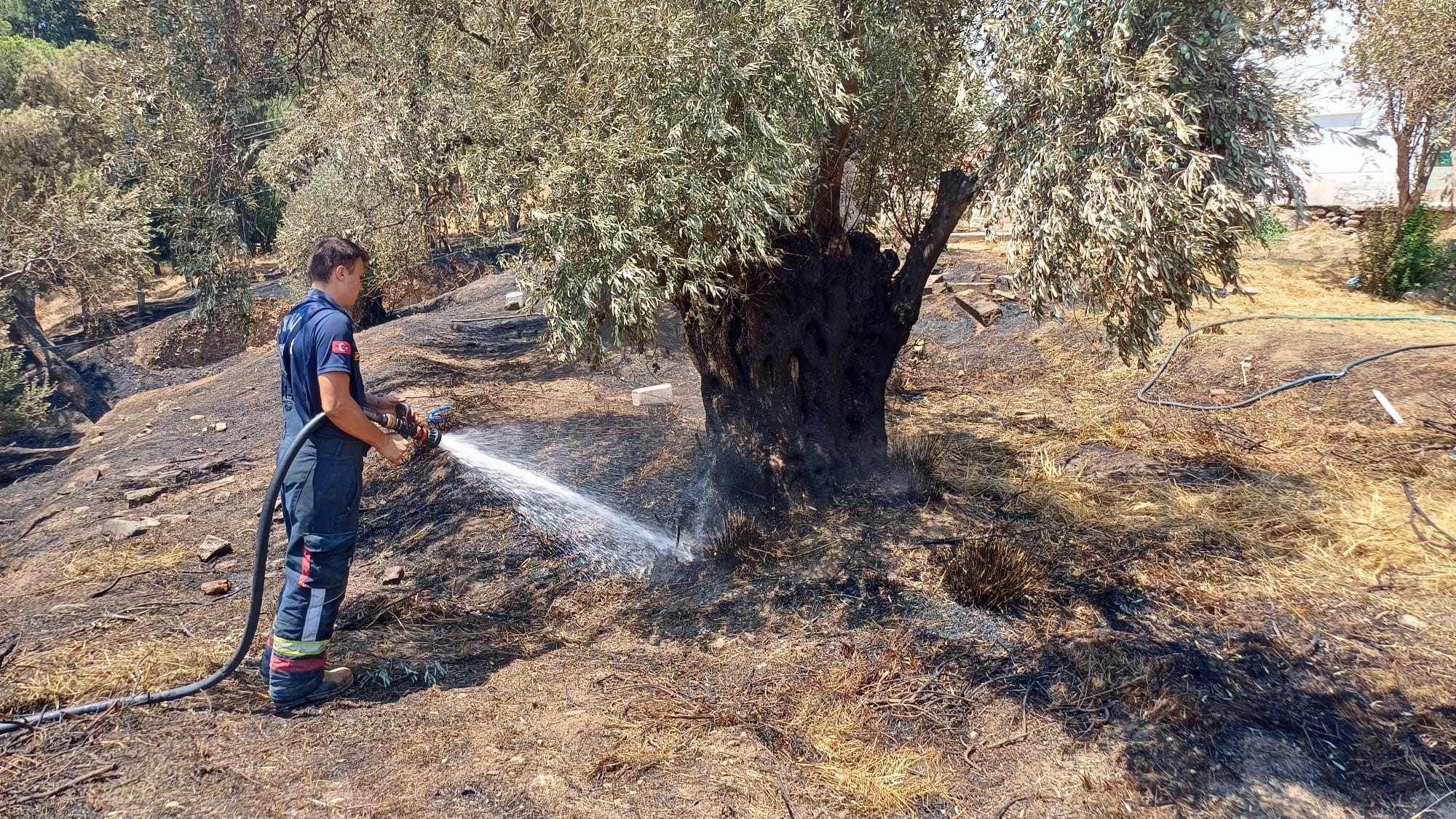 Aydın'da Aynı Yerde Bir Yangın Daha Çıktı, Ekipler Harekete Geçti (6)