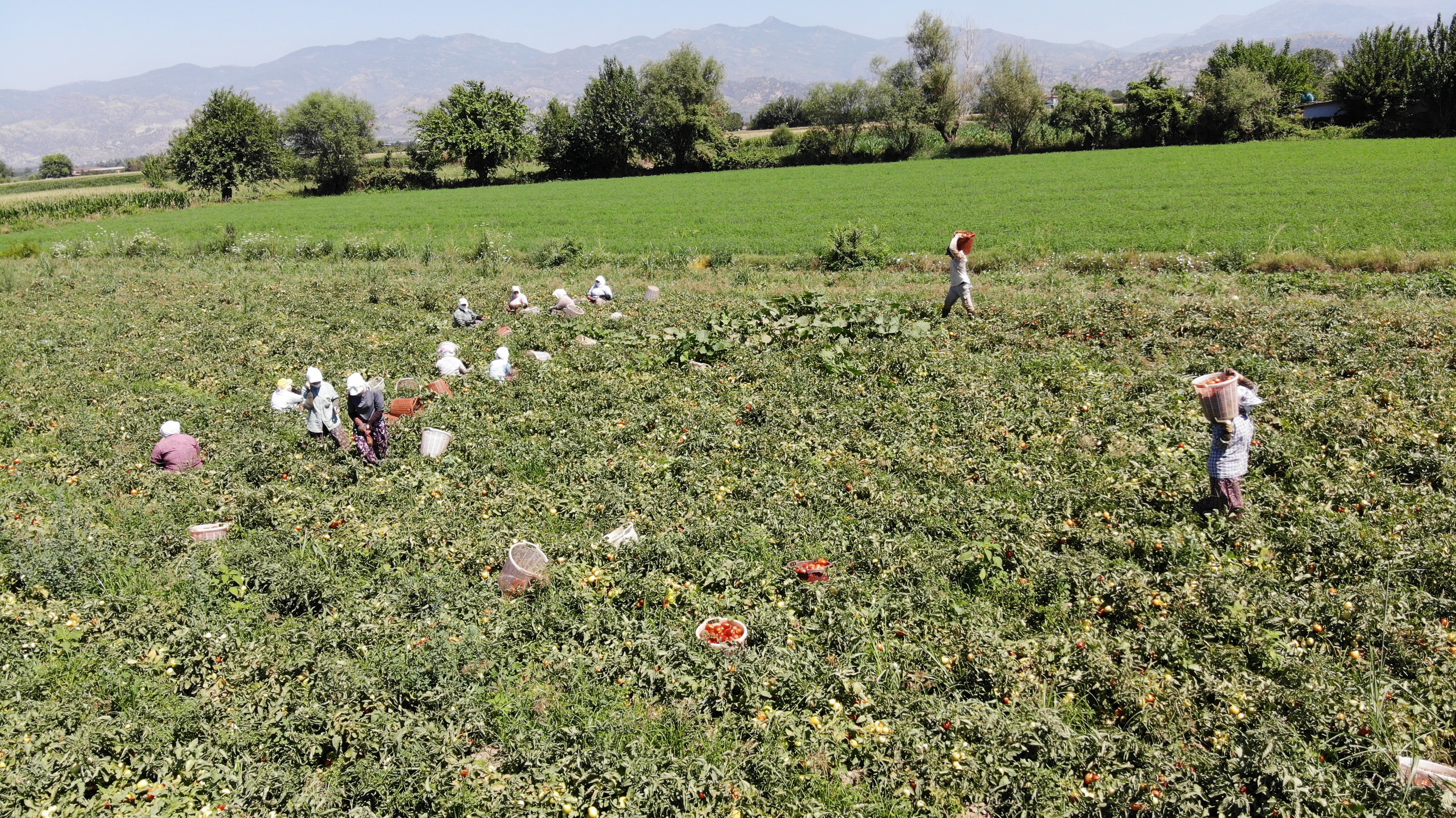 Aydın'da Domates Hasadı (3)