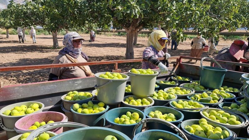 Aydın'da Erkenci Taze Incir Hasadı Başladı (2)