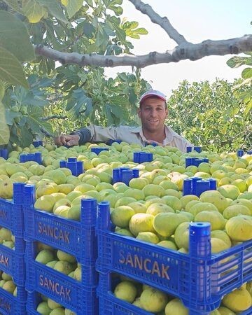 Aydın'da Erkenci Taze Incir Hasadı Başladı (4)