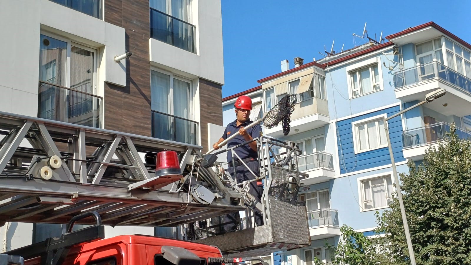 Aydın'da Kumru Kurtarma Operasyonu (2)