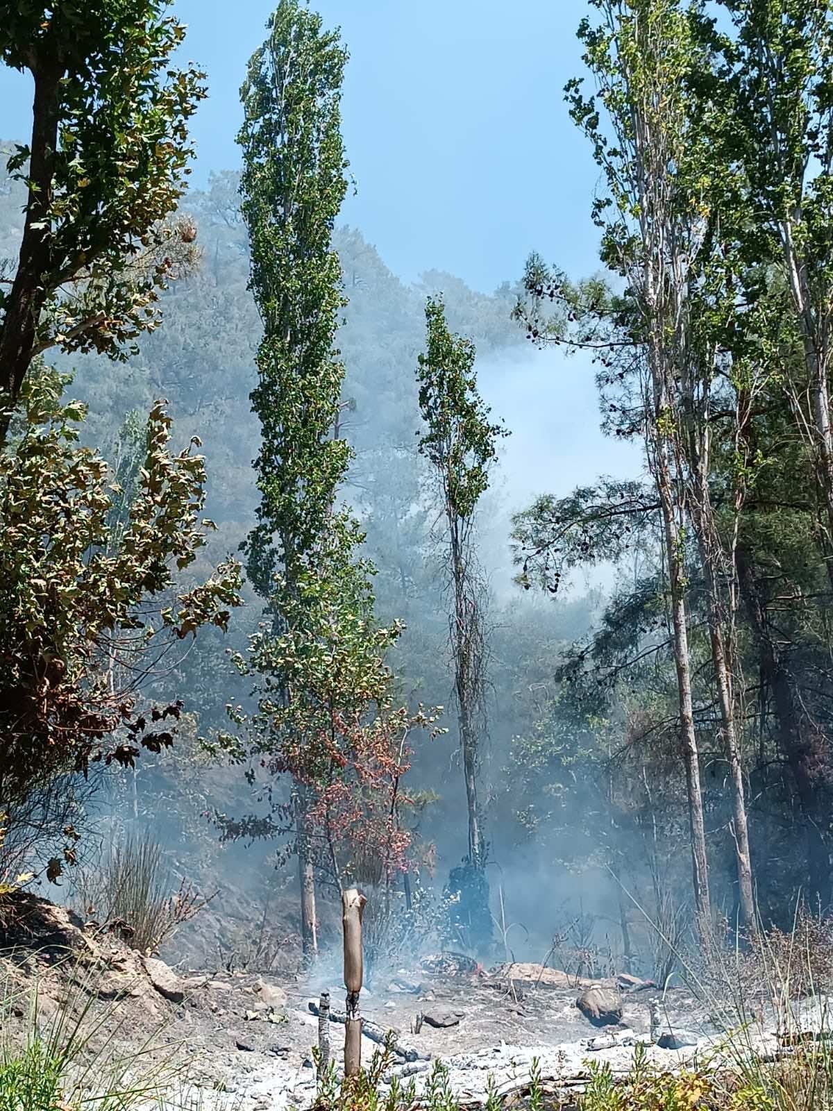 Aydın'daki Orman Yangınının Çıkış Sebebi Belli Oldu (2)