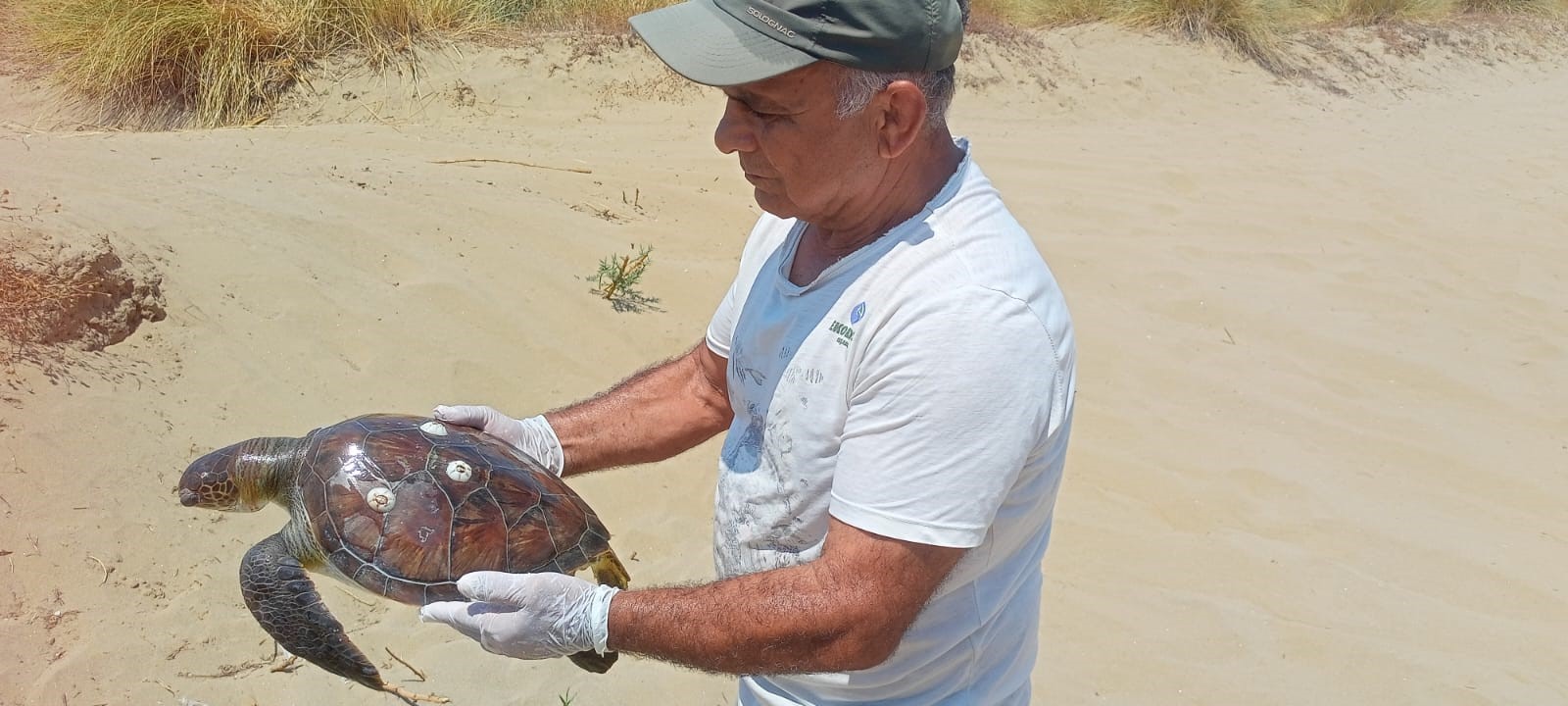 Kuşadası'nda 2 Yeşil Deniz Kaplumbağası Ölü Bulundu