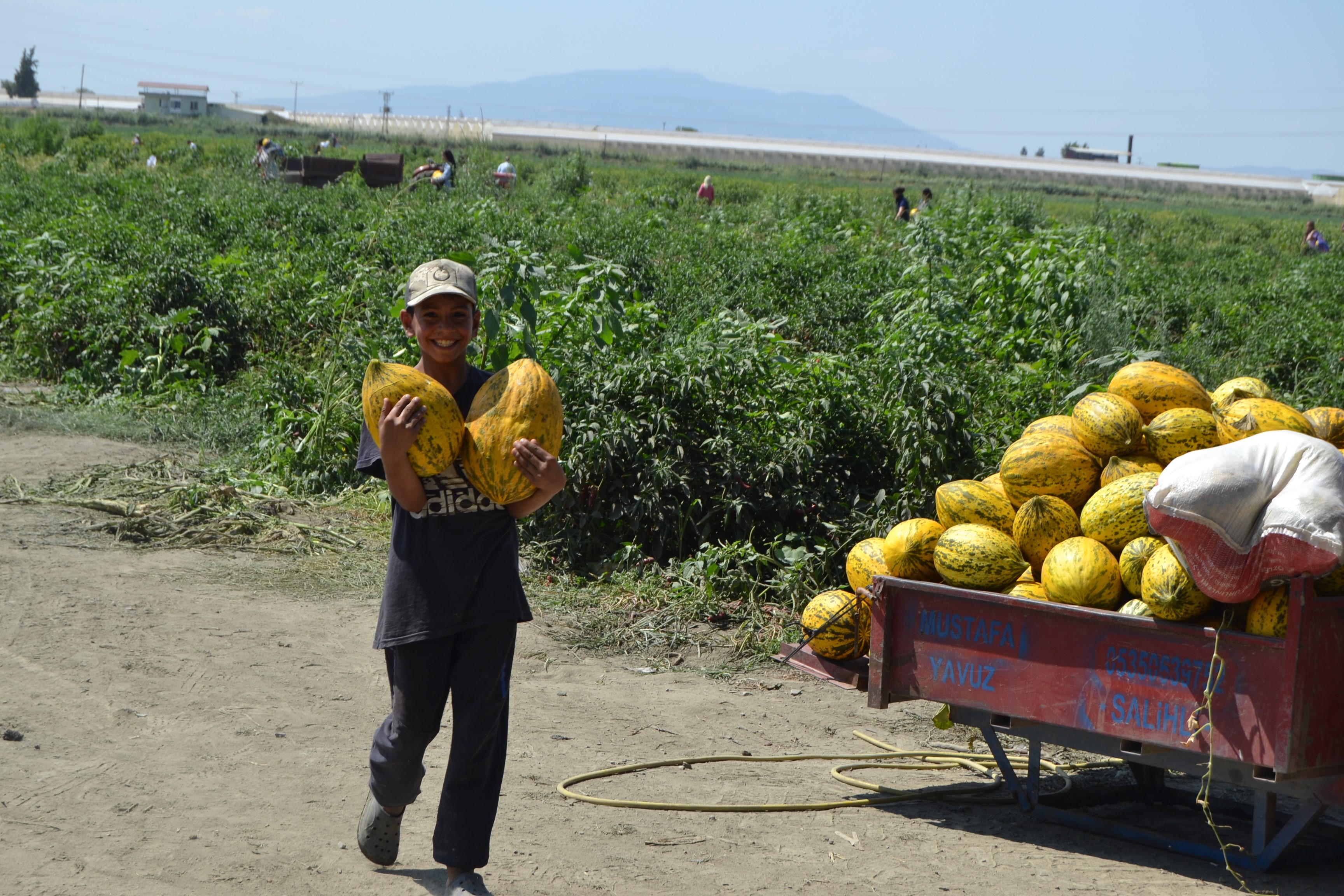 600 Ton Kavun, Karpuzu Dağıtacağını Söyledi, Duyan Tarlaya Koştu (10)