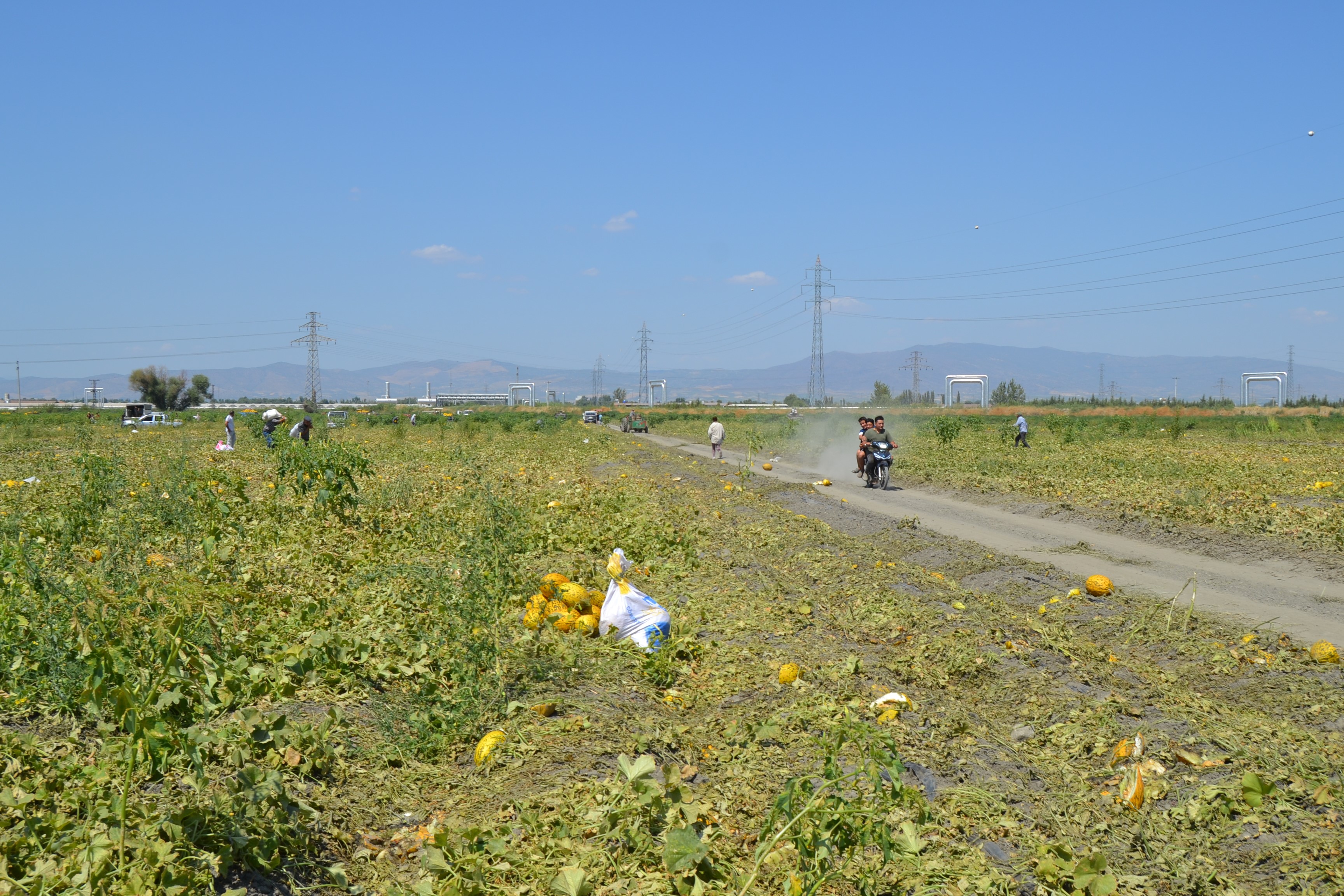 600 Ton Kavun, Karpuzu Dağıtacağını Söyledi, Duyan Tarlaya Koştu (3)