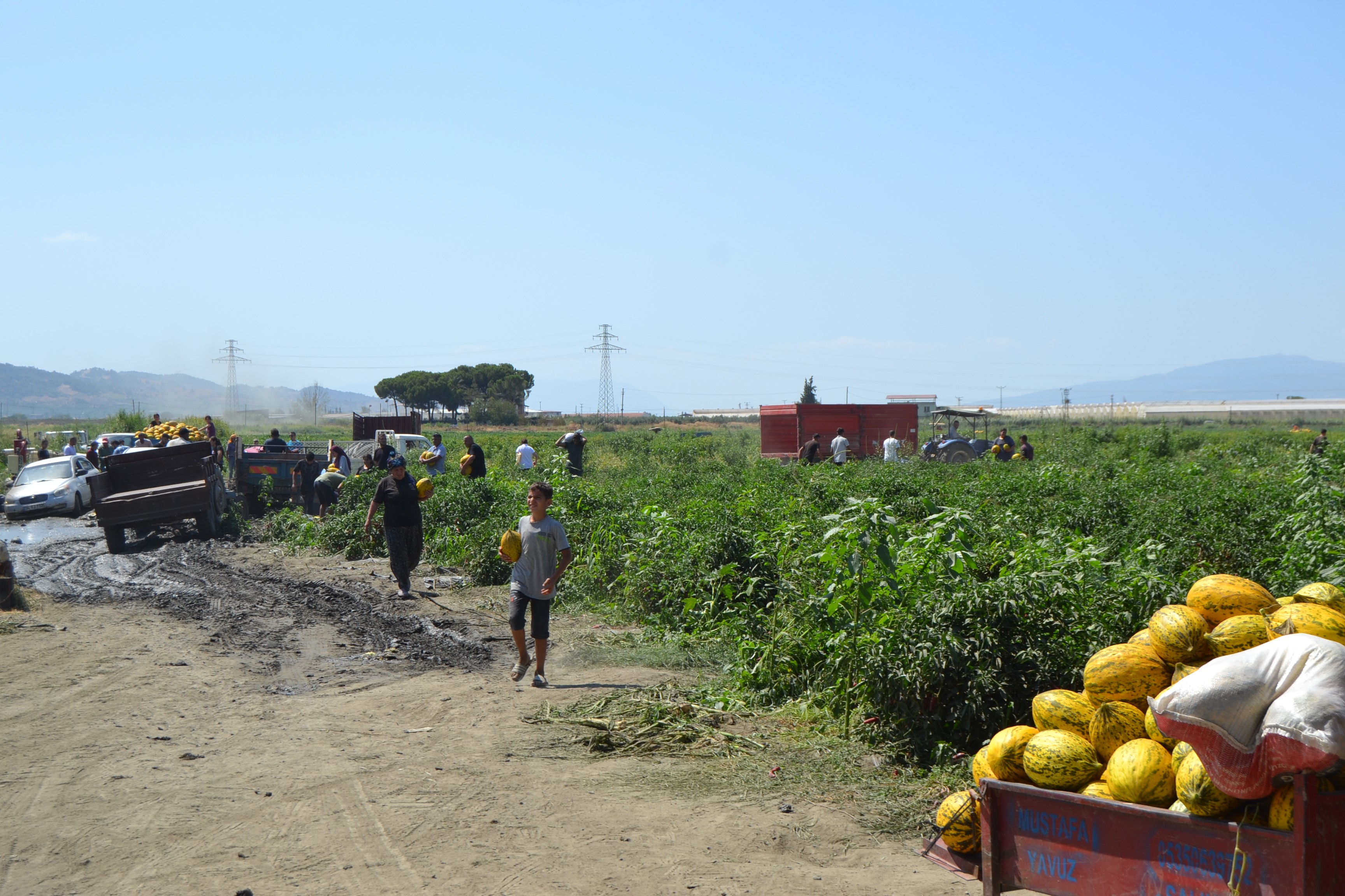 600 Ton Kavun, Karpuzu Dağıtacağını Söyledi, Duyan Tarlaya Koştu (7)