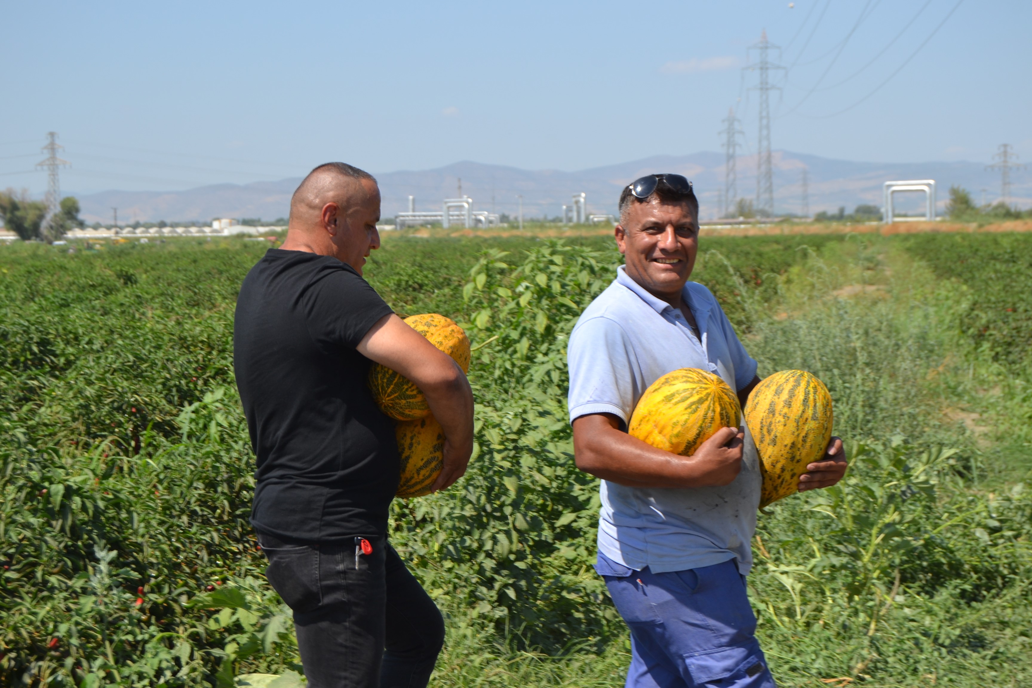 600 Ton Kavun, Karpuzu Dağıtacağını Söyledi, Duyan Tarlaya Koştu (8)