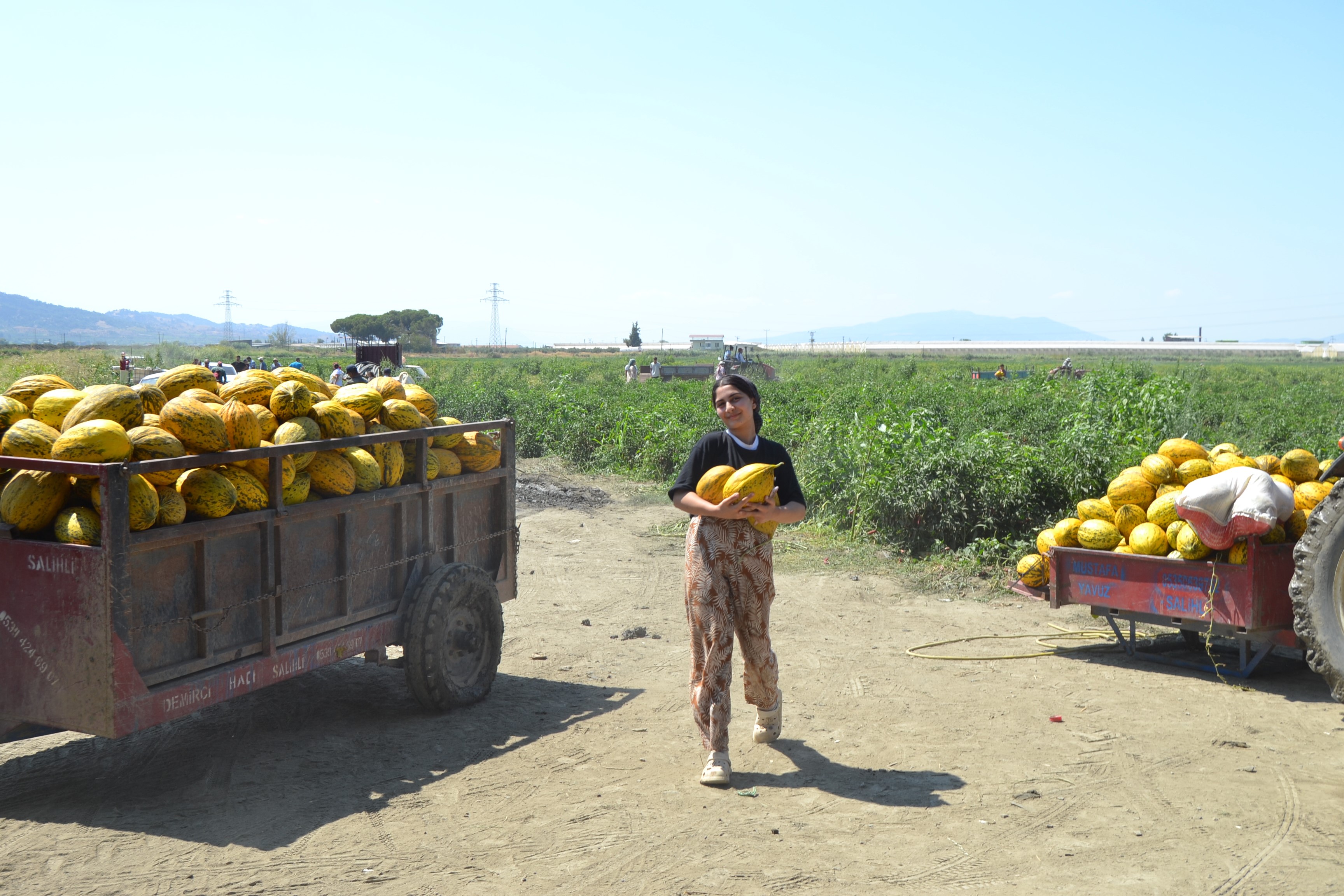 600 Ton Kavun, Karpuzu Dağıtacağını Söyledi, Duyan Tarlaya Koştu