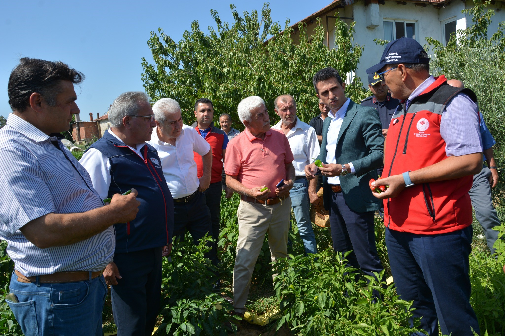 Aydın Bozdoğan'da Kardolua Biber Hasadı (3)