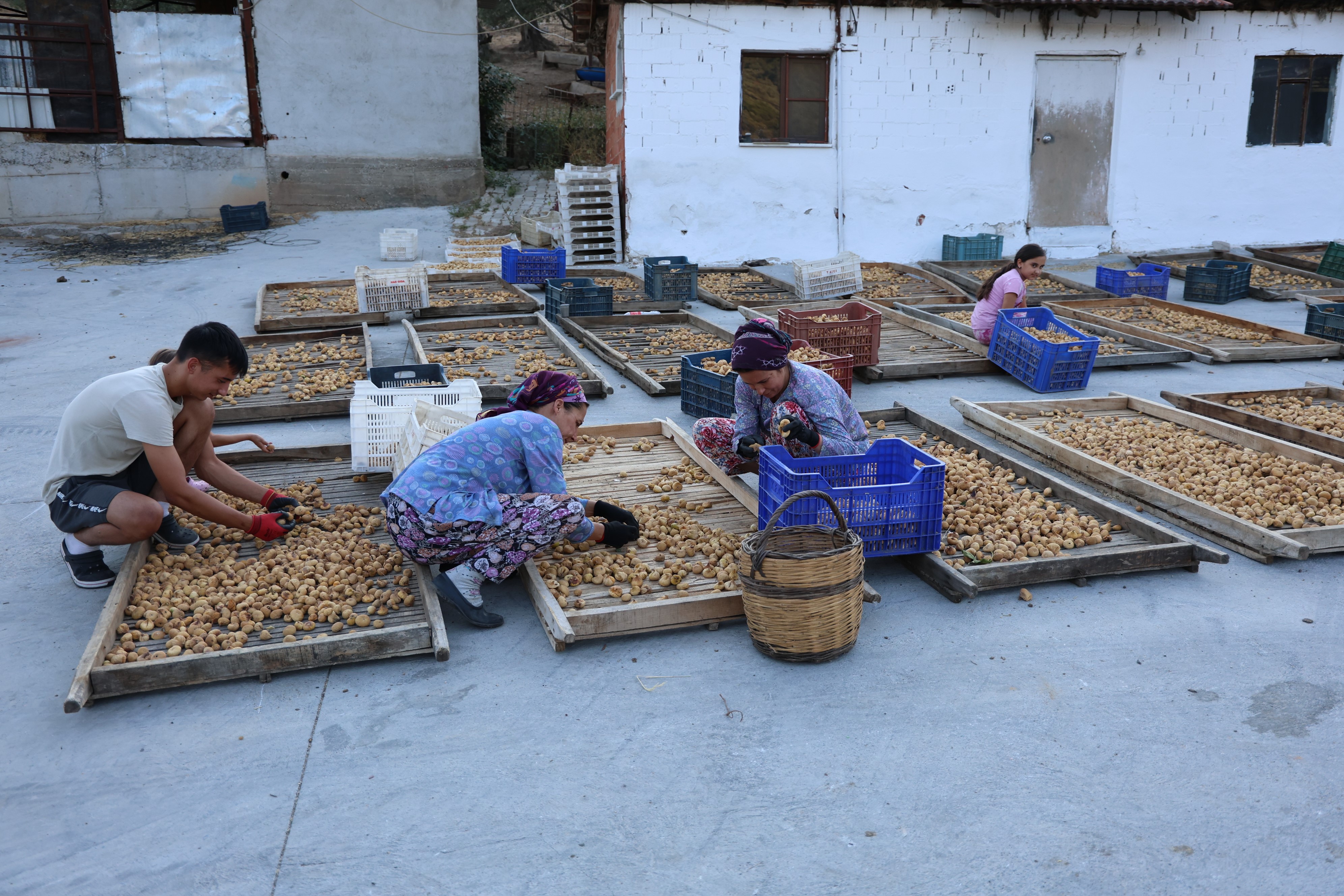 Aydın Incirinde Hasat Zamanı (10)