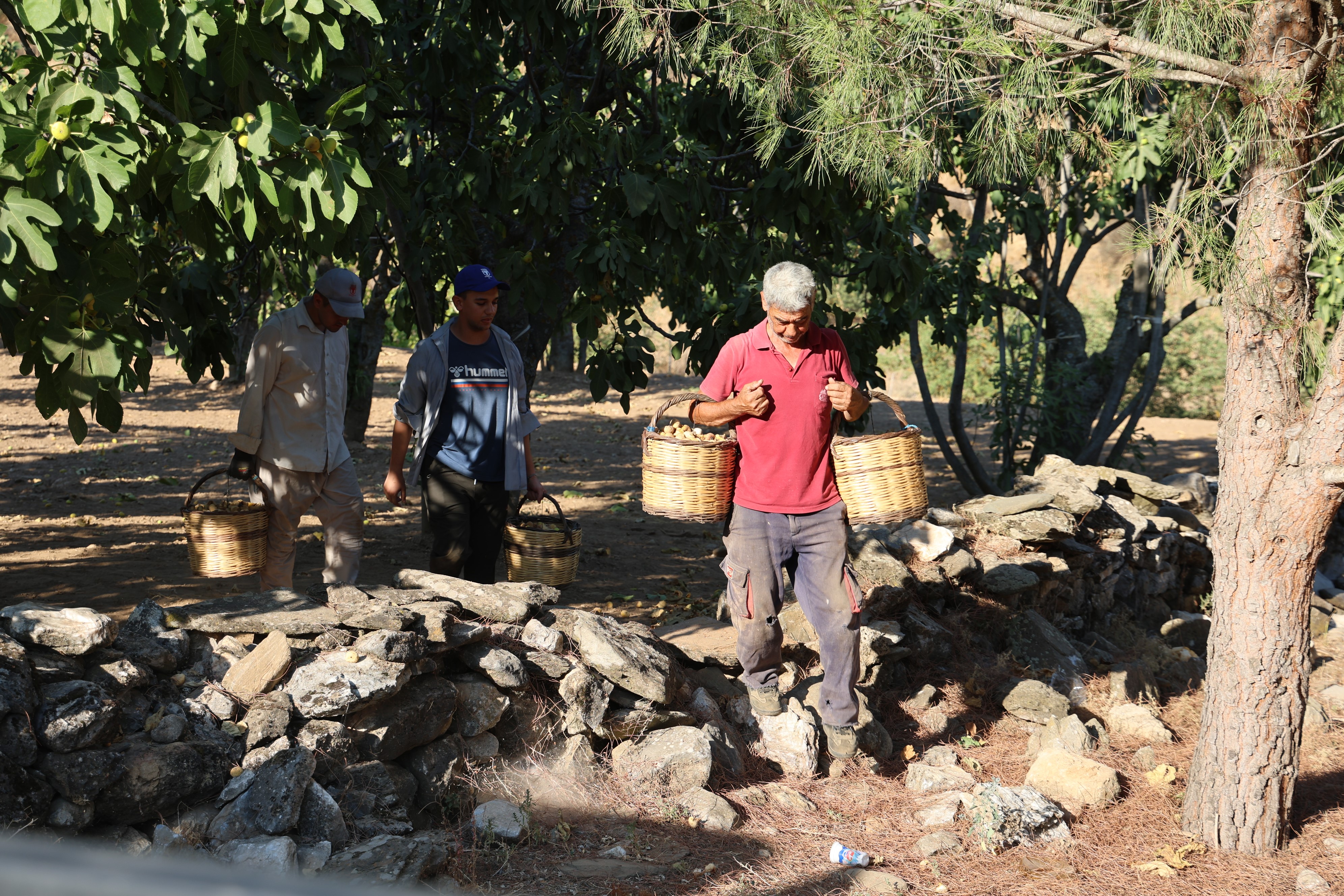 Aydın Incirinde Hasat Zamanı (5)