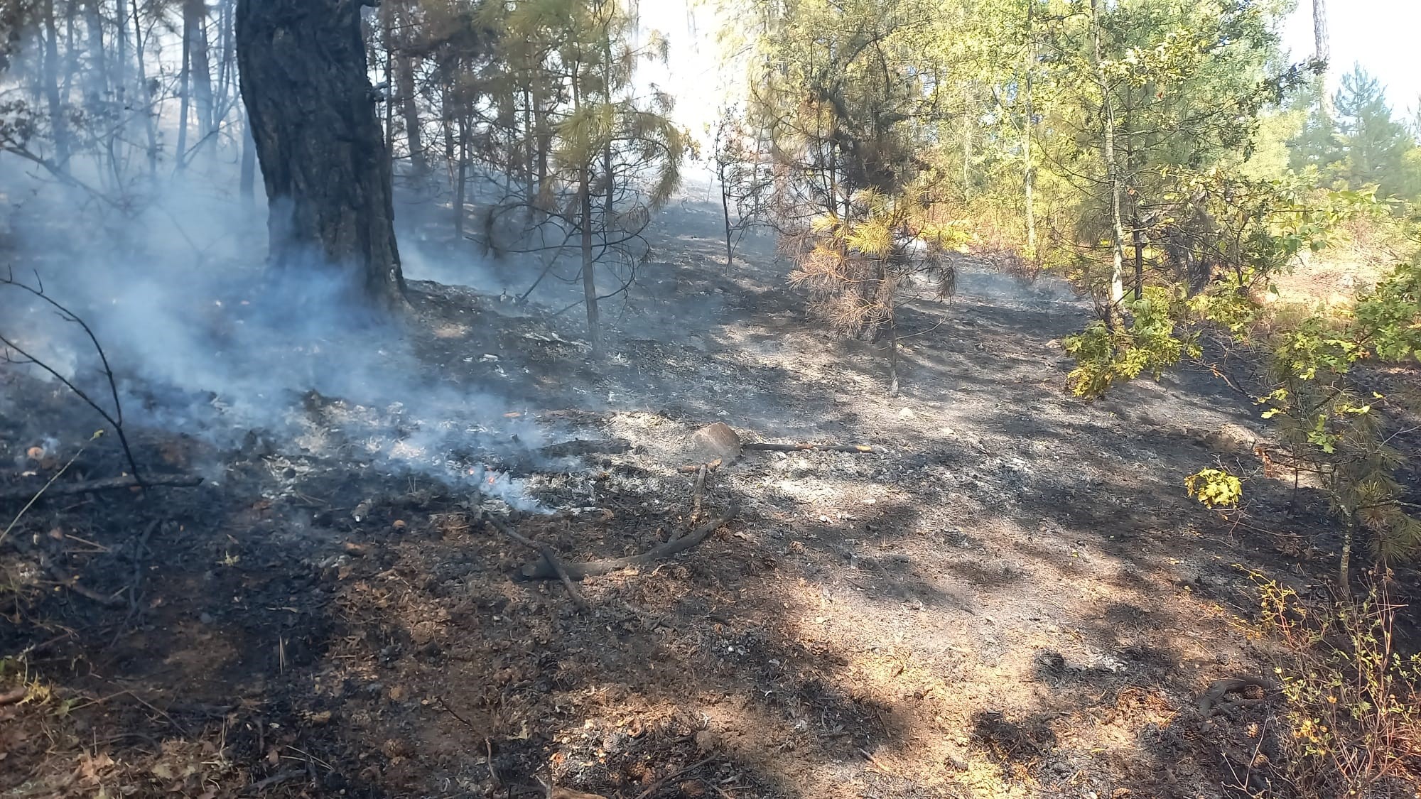 Aydın Kuyucak'taki Orman Yangını Kontrol Altına Alındı (3)