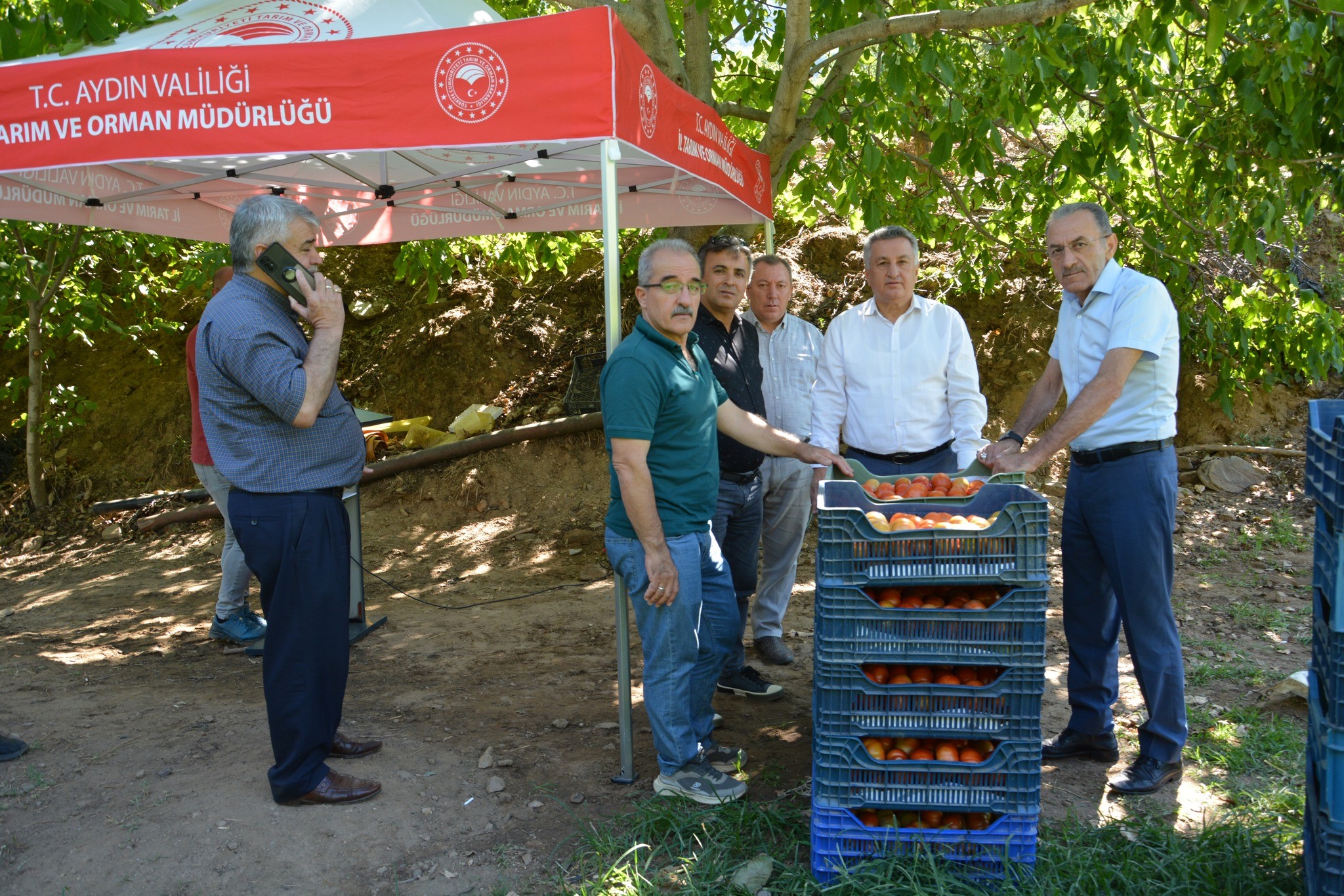 Aydın Nazilli'de Domates Hasadı (4)