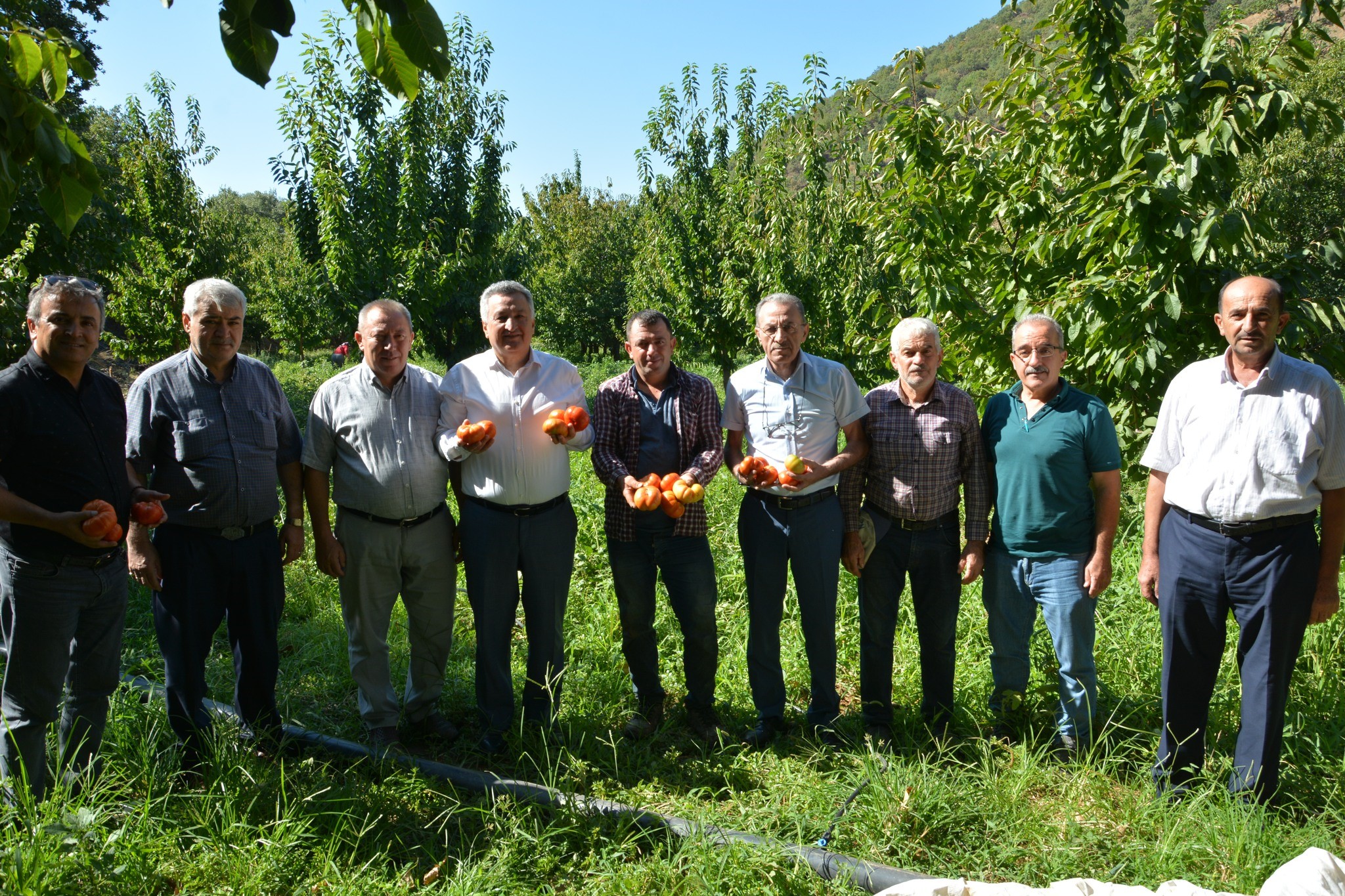 Aydın Nazilli'de Domates Hasadı (5)