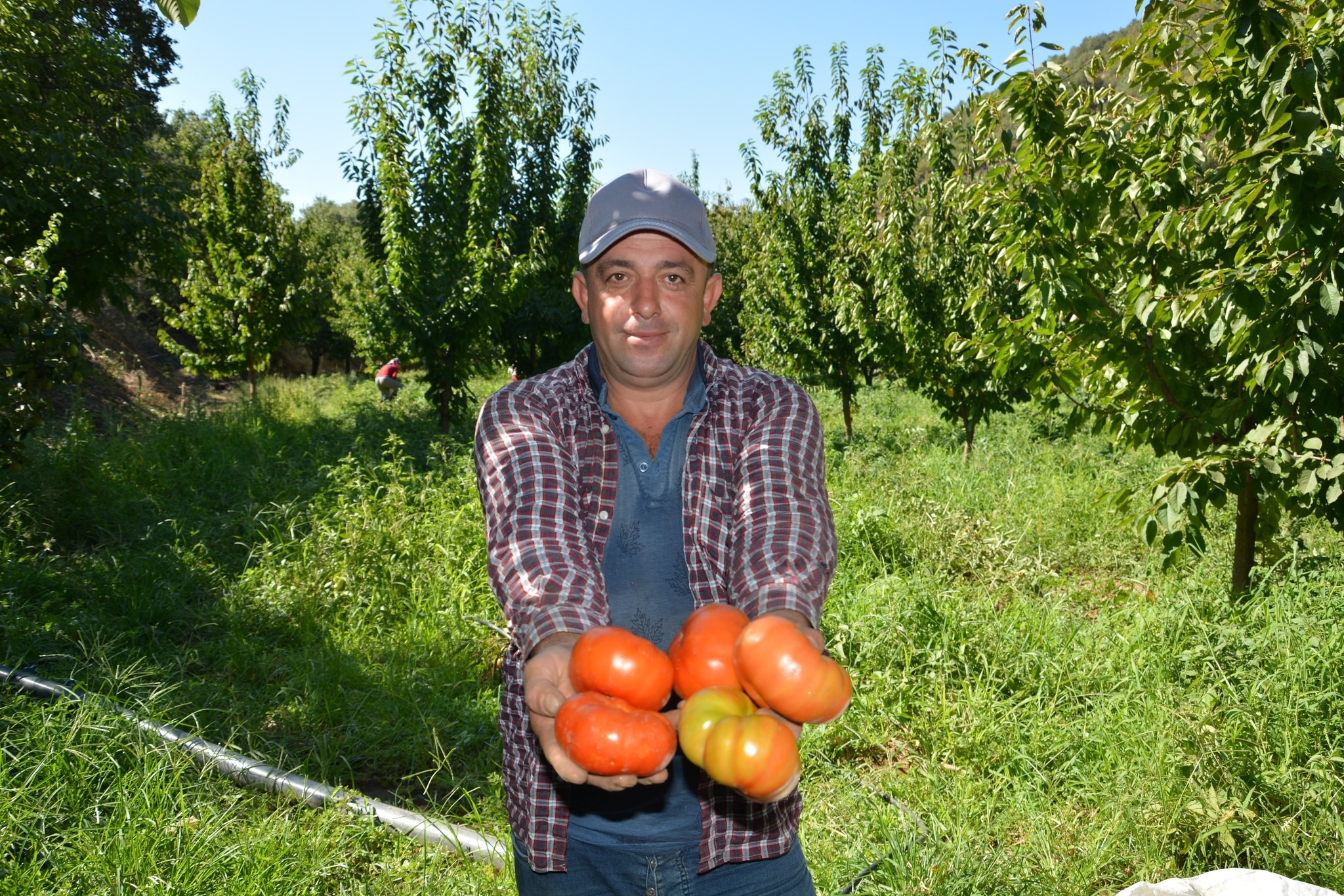 Aydın Nazilli'de Domates Hasadı