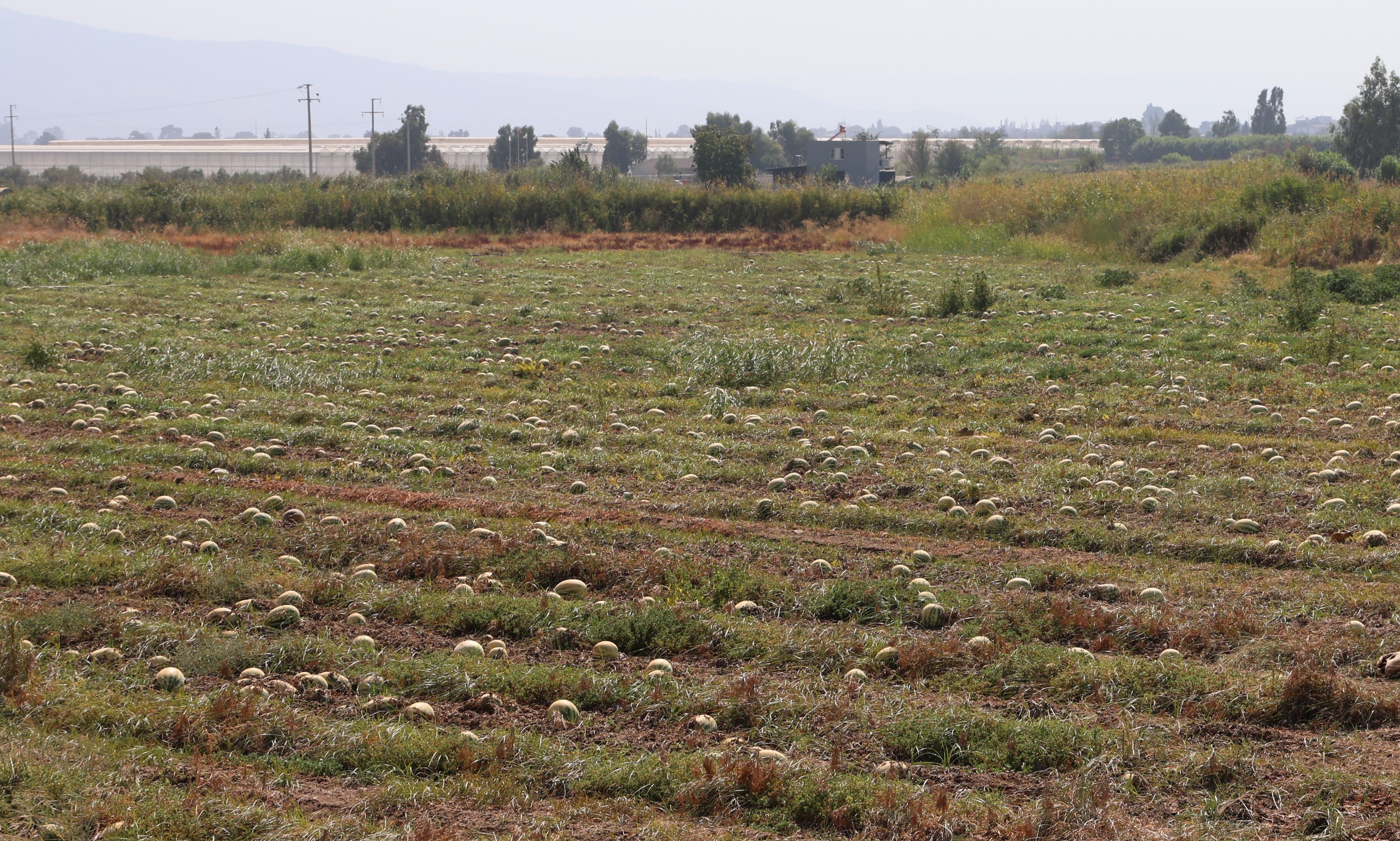 Aydın'da Karpuz Tarlada Kaldı (2)