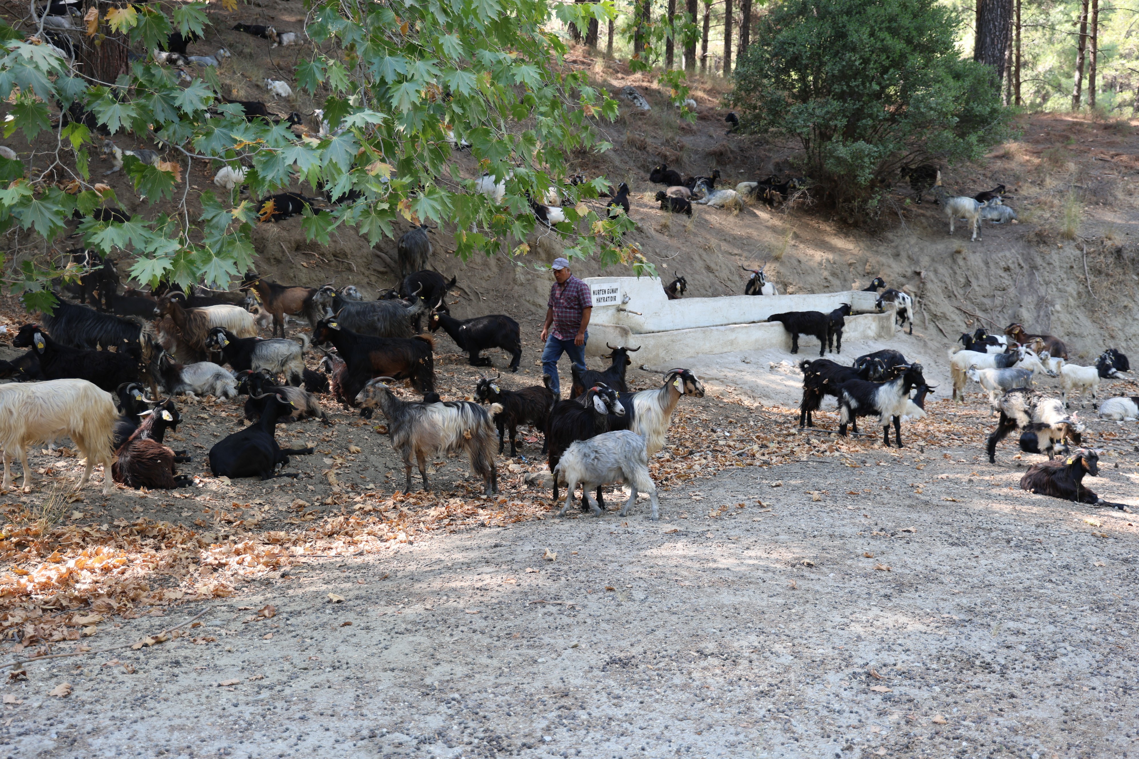 Aydın'da Keçi Sürüsü Ve Çoban Azaldı, Orman Yangınları Arttı (3)