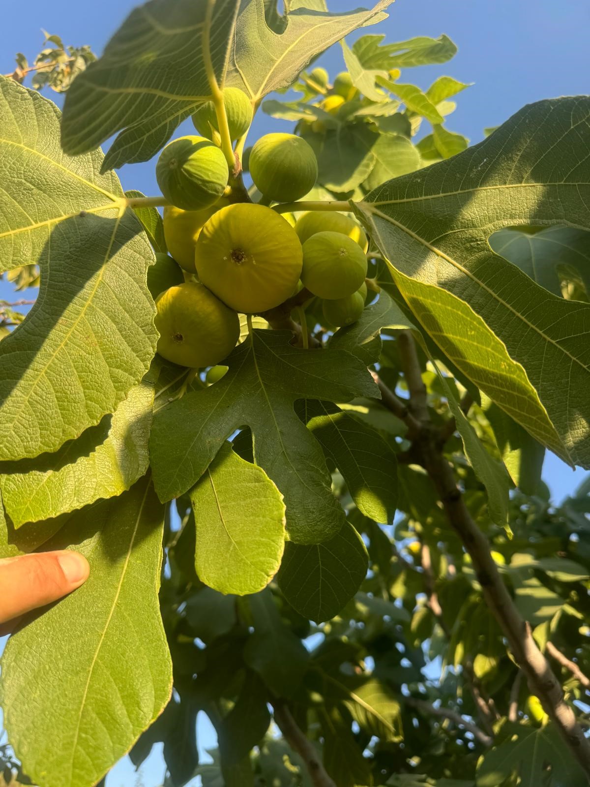 Aydın'ın Sıcakları Incir Sezonunu Öne Çekti (2)