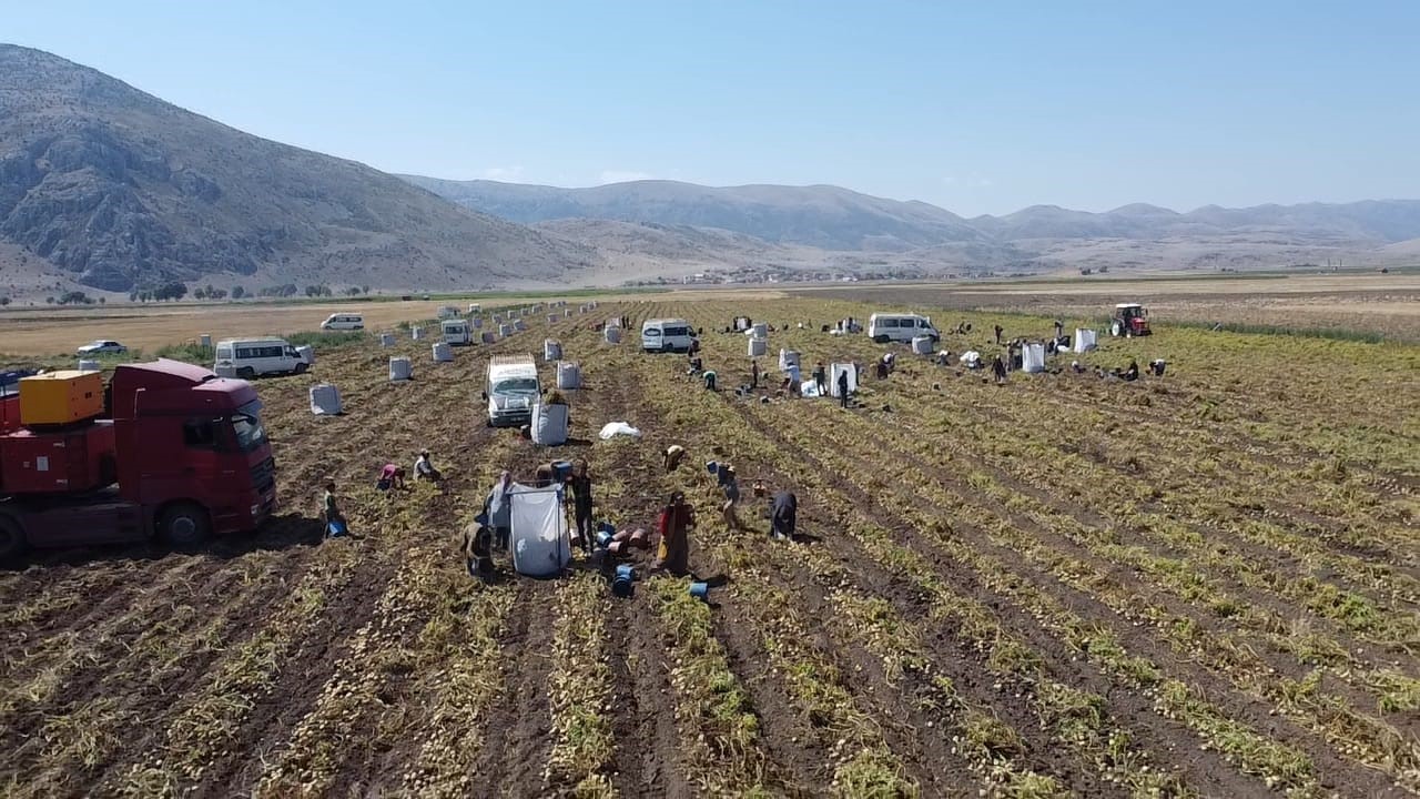 Kışlık 'Agria' Cinci Patateste Hasat Başladı (3)