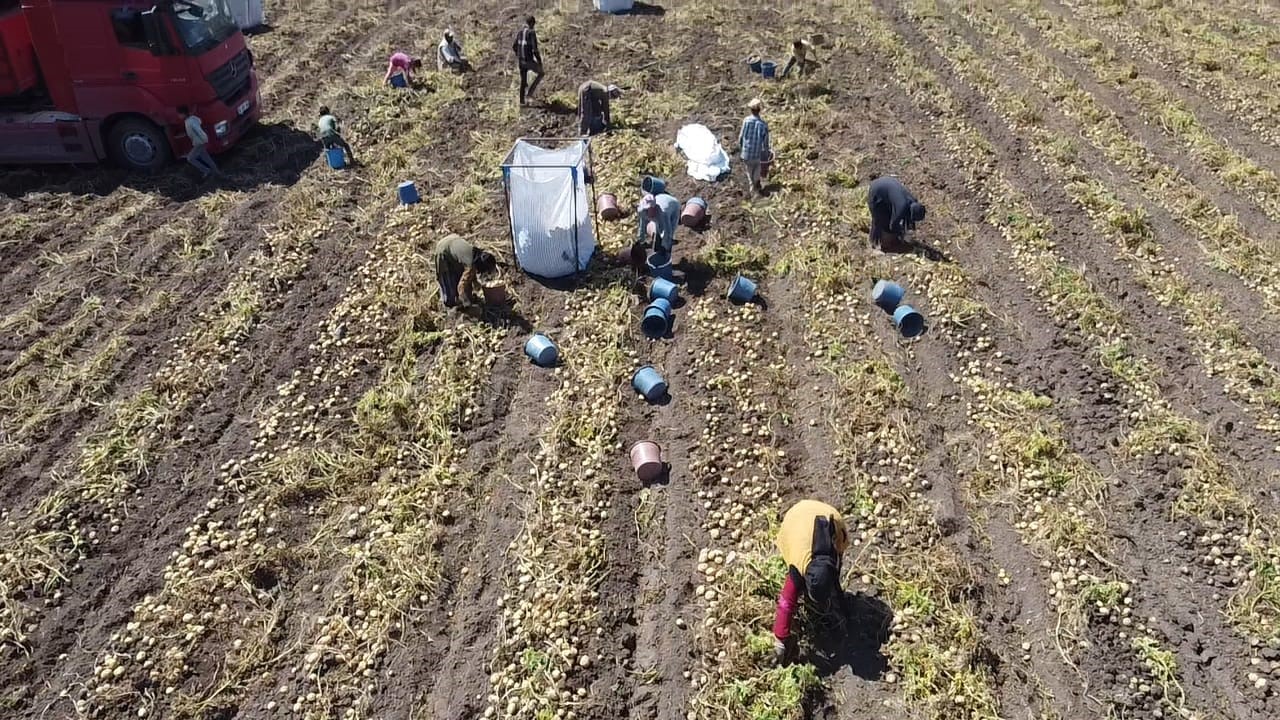 Kışlık 'Agria' Cinci Patateste Hasat Başladı (4)