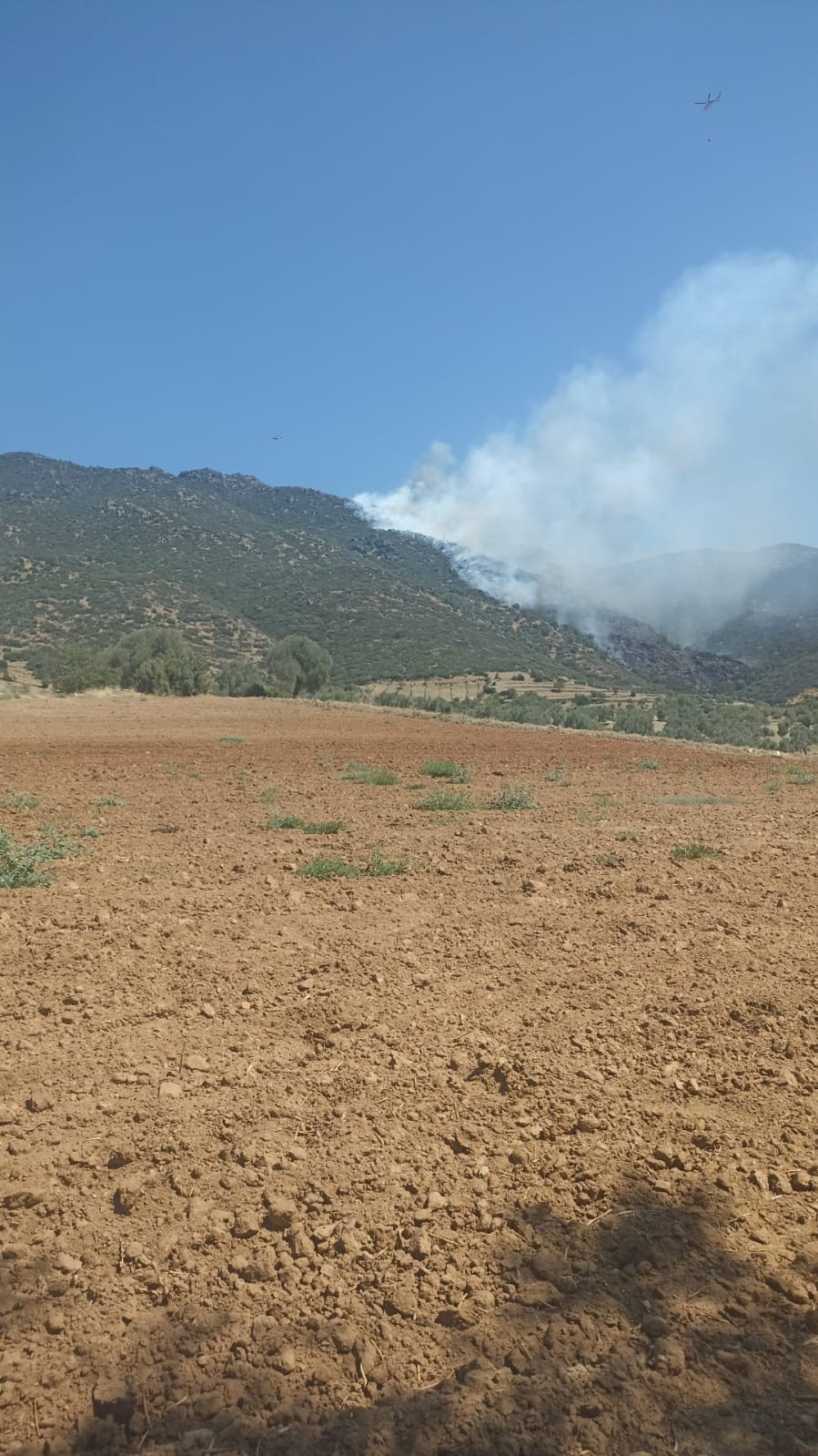 Nazilli’de Makilik Yangını (3)