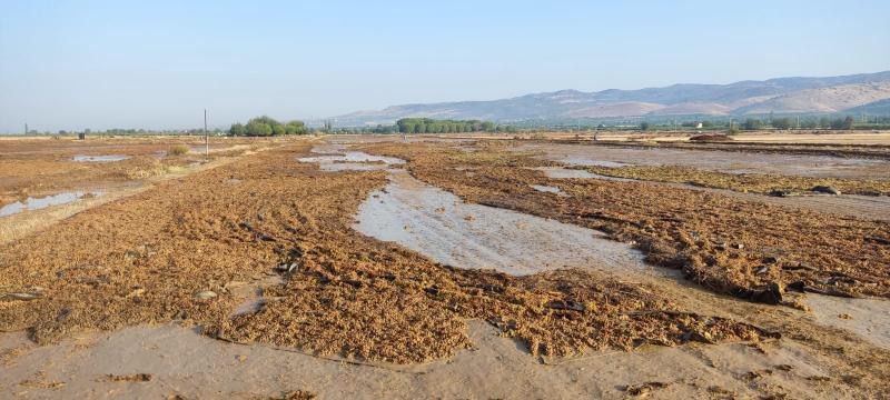 Sağanak Yağış Kuru Üzüm Sergilerine Zarar Verdi (5)