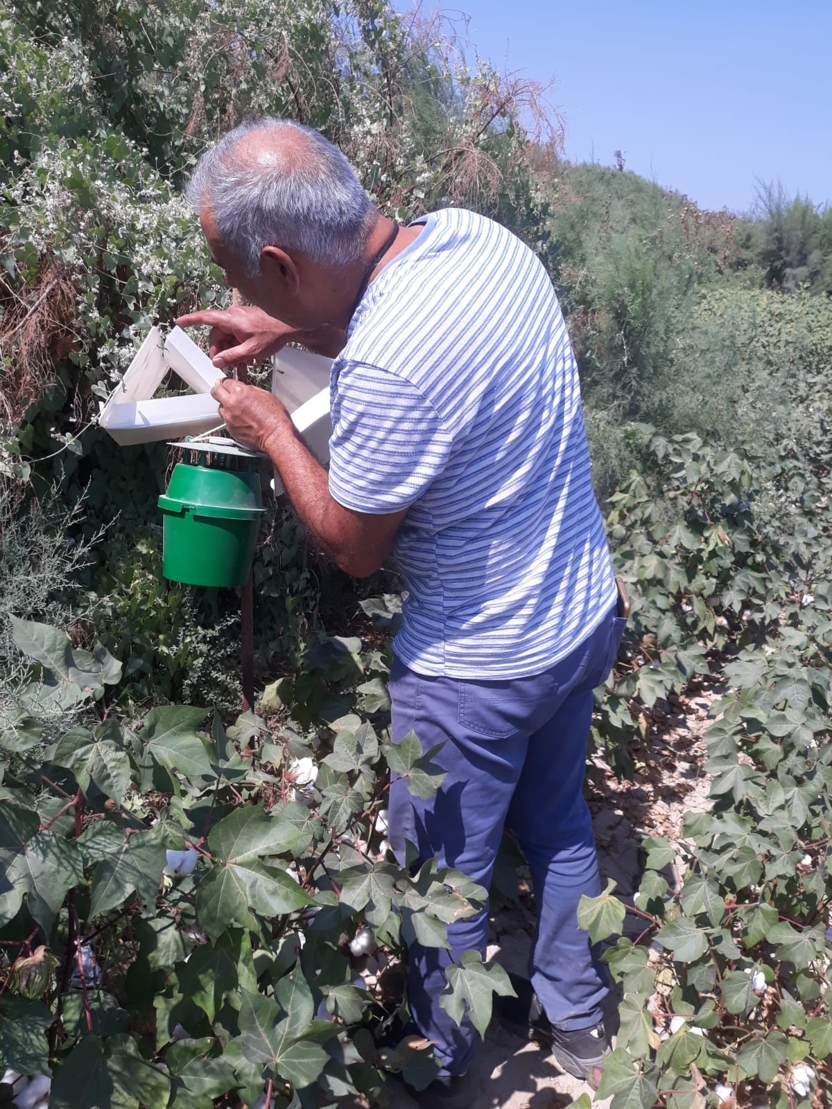 Söke'de Zeytin Sineği Ve Yeşil Kurt Kontrolleri Yapıldı (4)