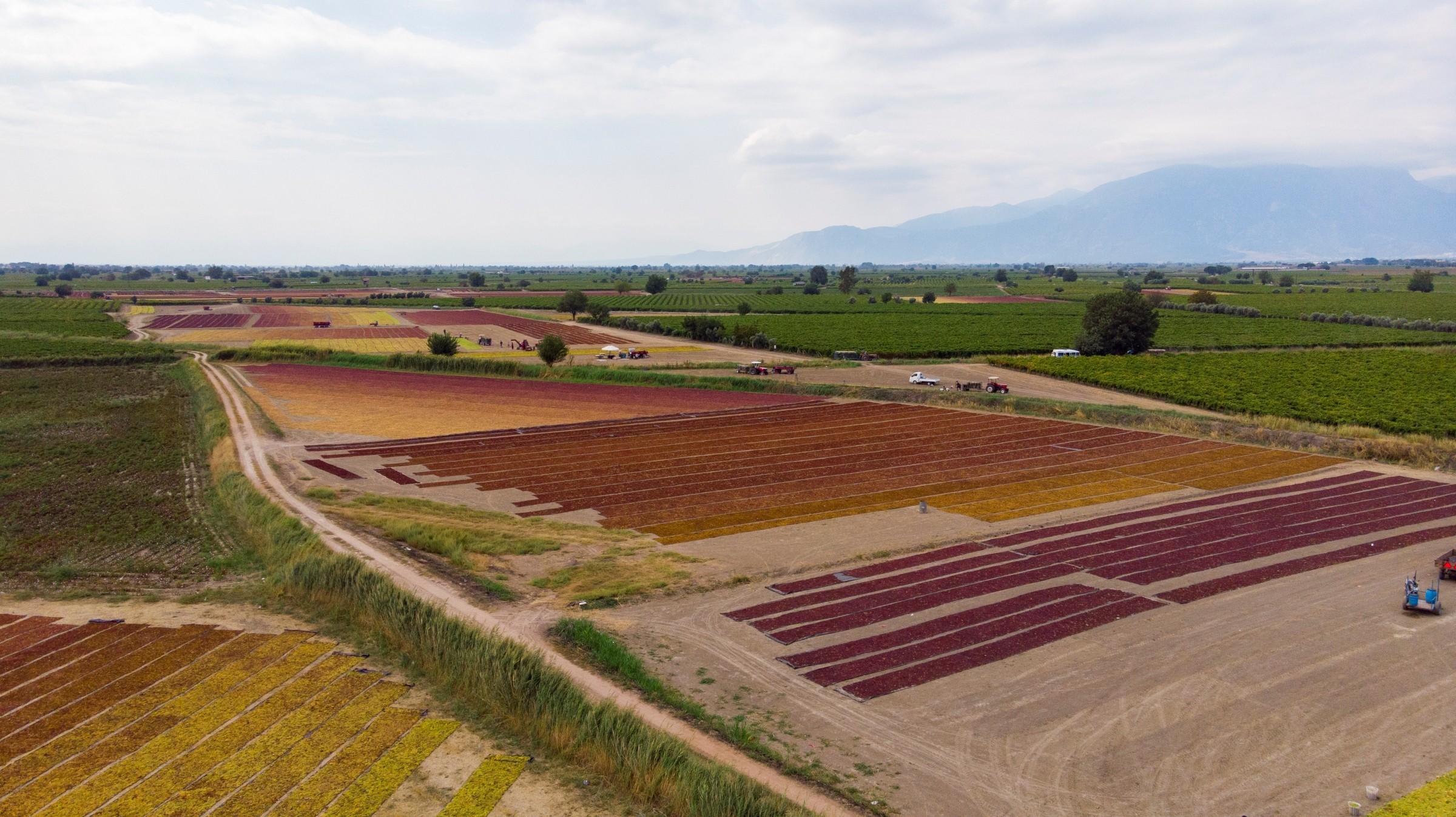 Tari̇ş Üzüm Fiyatlarını Belirledi, Işte Rakamlar