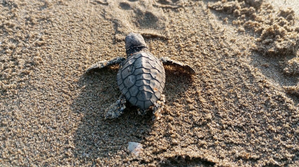 Yumurtalarından Çıkan 260 Yavru Caretta Özgürlüğe Kulaç Attılar (3)