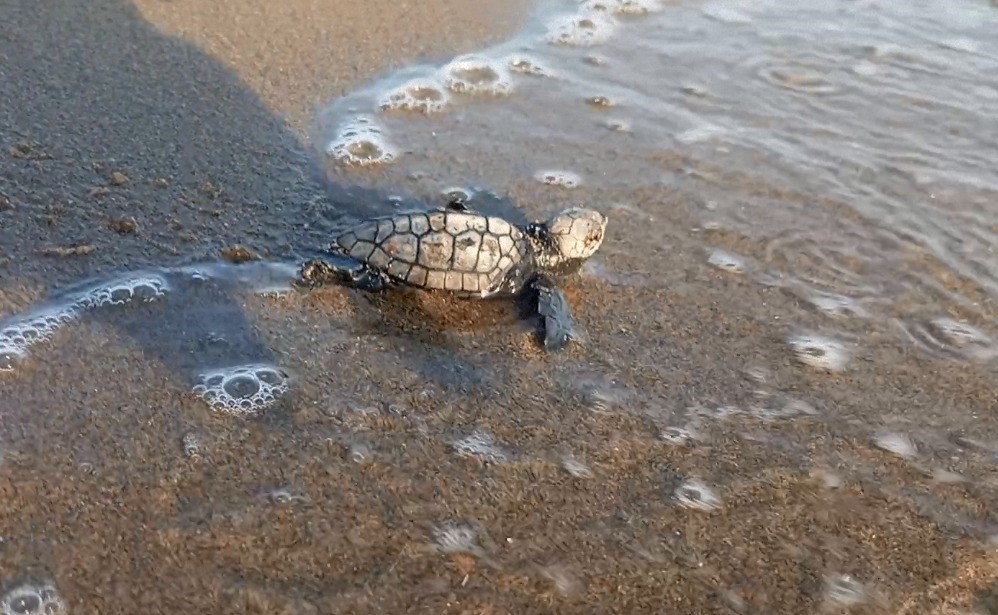 Yumurtalarından Çıkan 260 Yavru Caretta Özgürlüğe Kulaç Attılar (5)