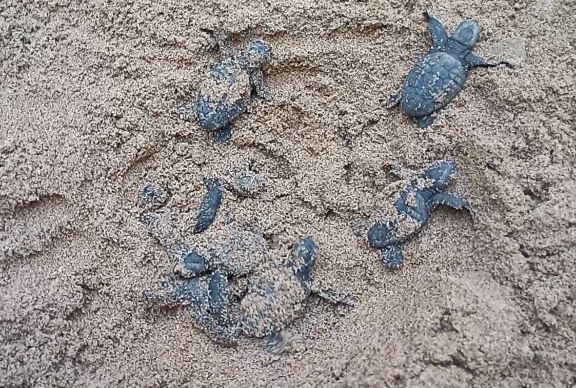 Yumurtalarından Çıkan 260 Yavru Caretta Özgürlüğe Kulaç Attılar (6)