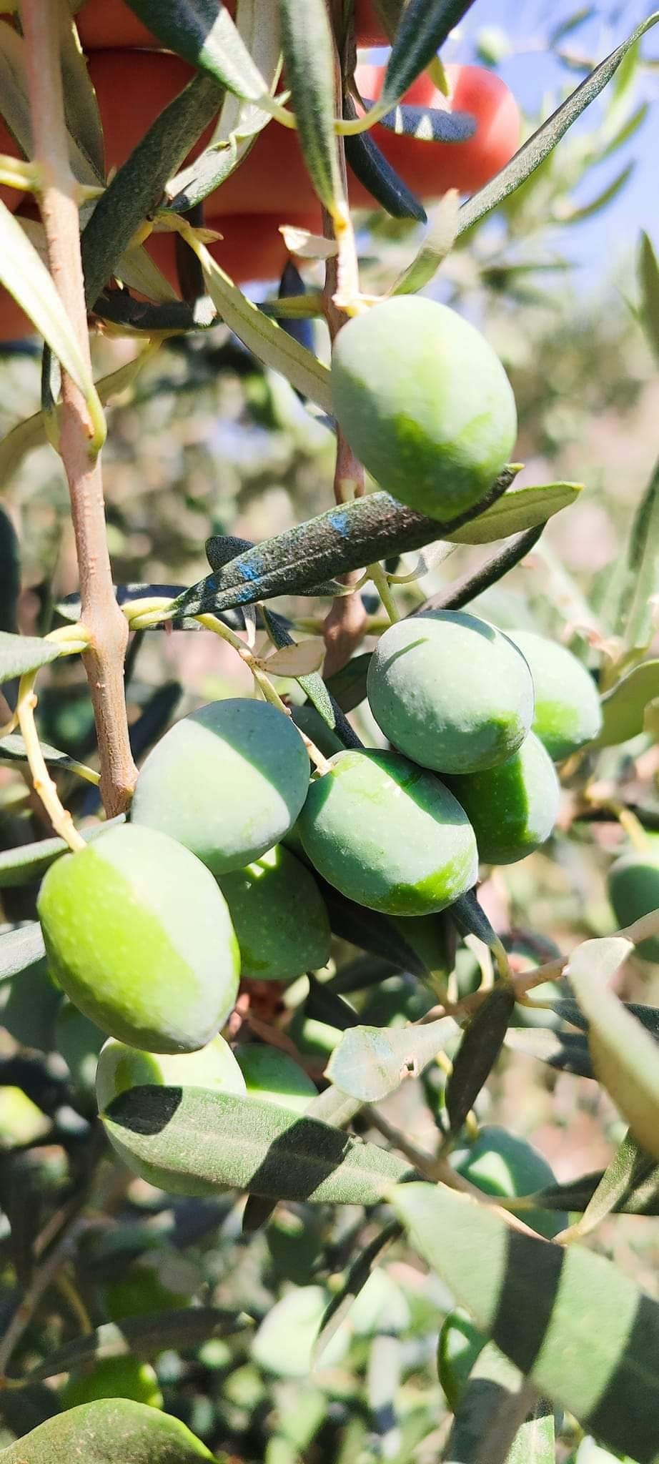 Zeytin Üreticilerine “Ilaçlama” Çağrısı (2)