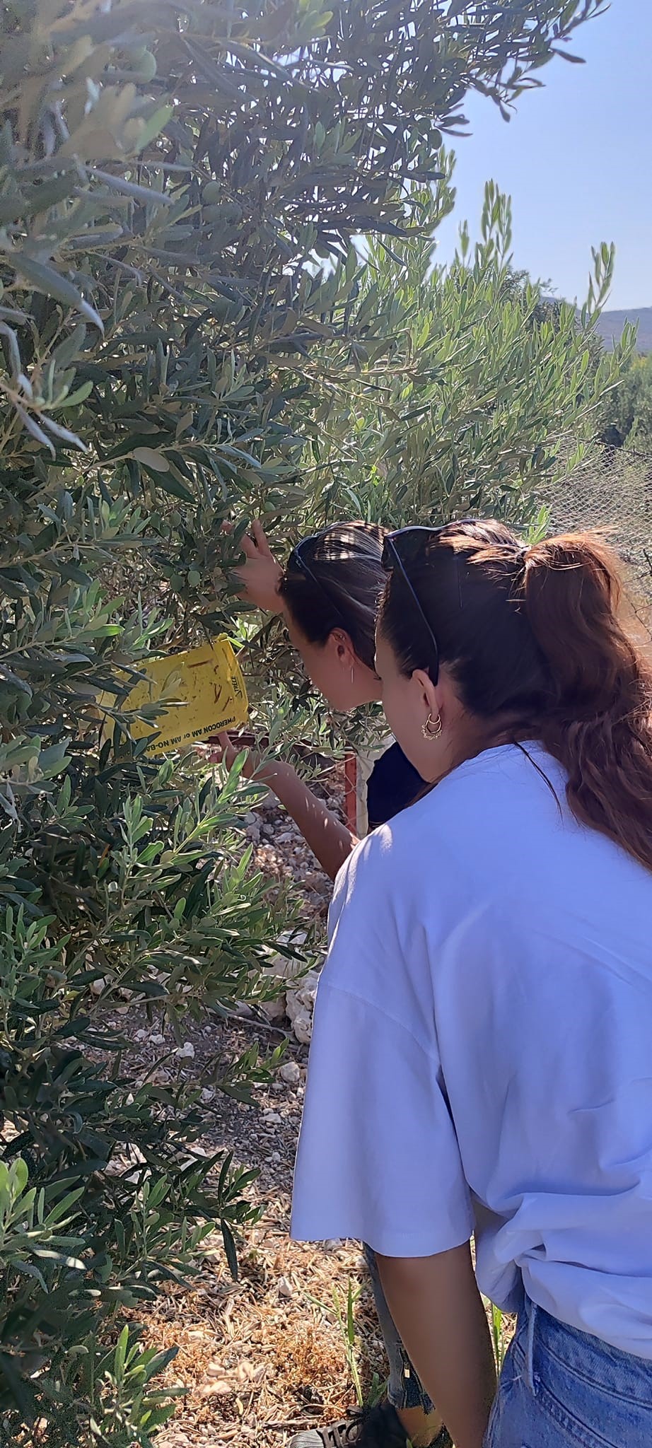 Zeytin Üreticilerine “Ilaçlama” Çağrısı