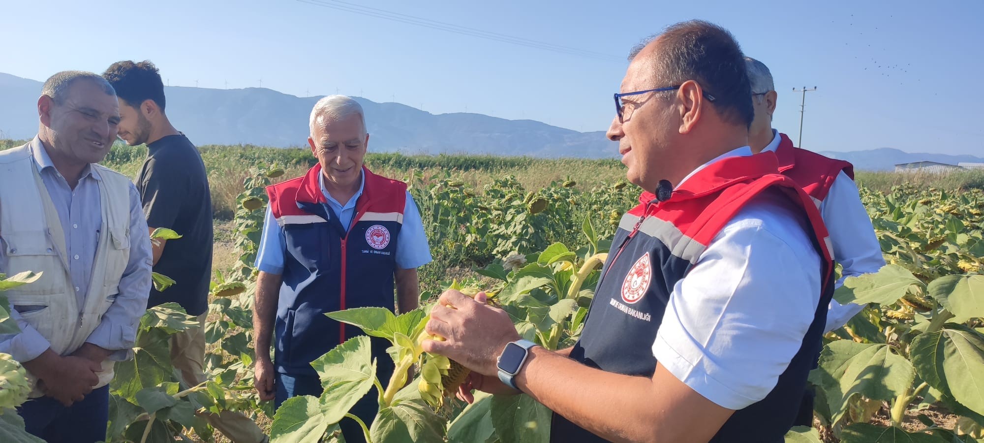 Aydın'da Ayçiçeği Hasadı Öncesi Üreticilere Destek Müjdesi (2)