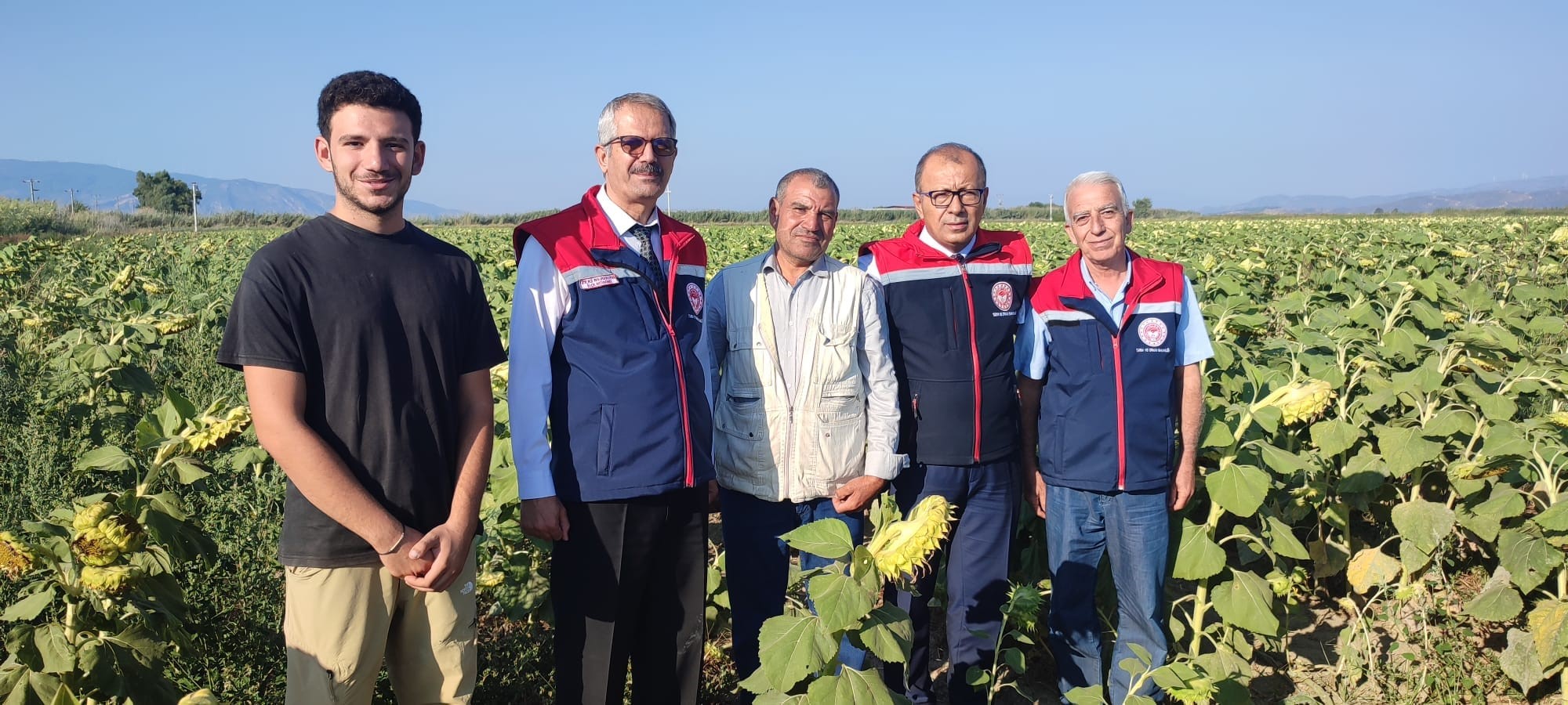 Aydın'da Ayçiçeği Hasadı Öncesi Üreticilere Destek Müjdesi