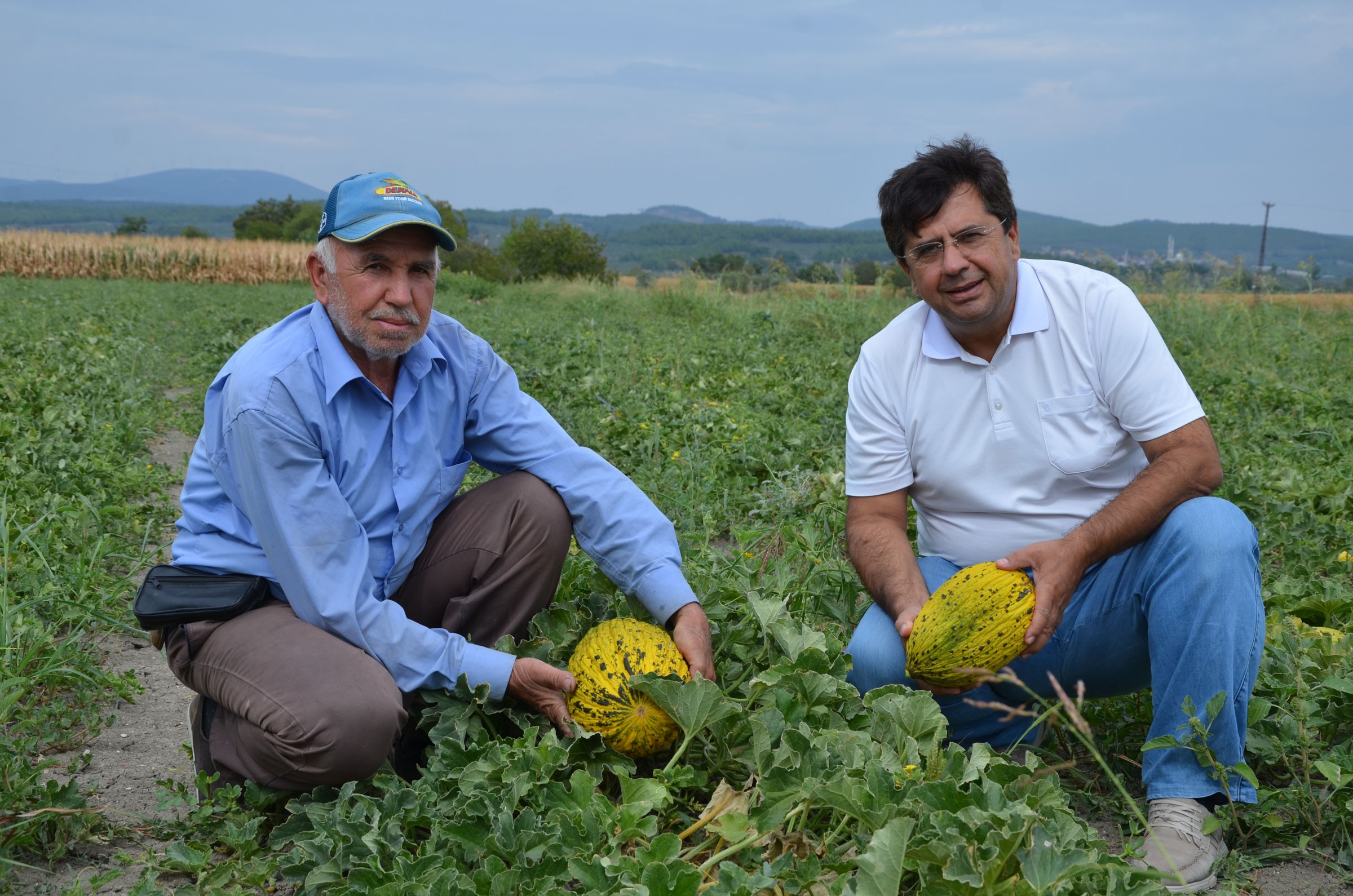 Bu Kavun Bir Başka! 30 Bin Ton Rekolte Bekleniyor (4)