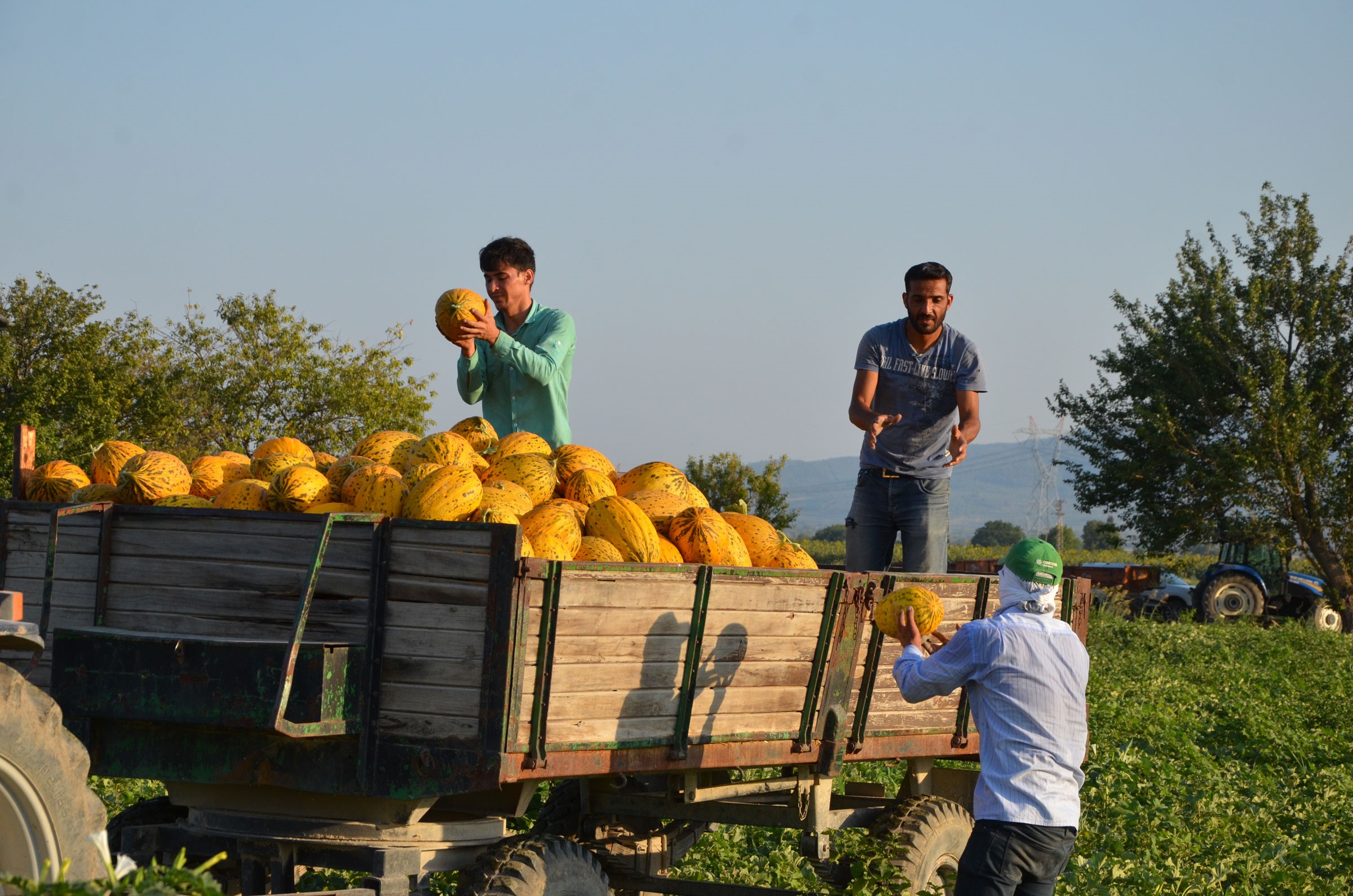 Bu Kavun Bir Başka! 30 Bin Ton Rekolte Bekleniyor (5)