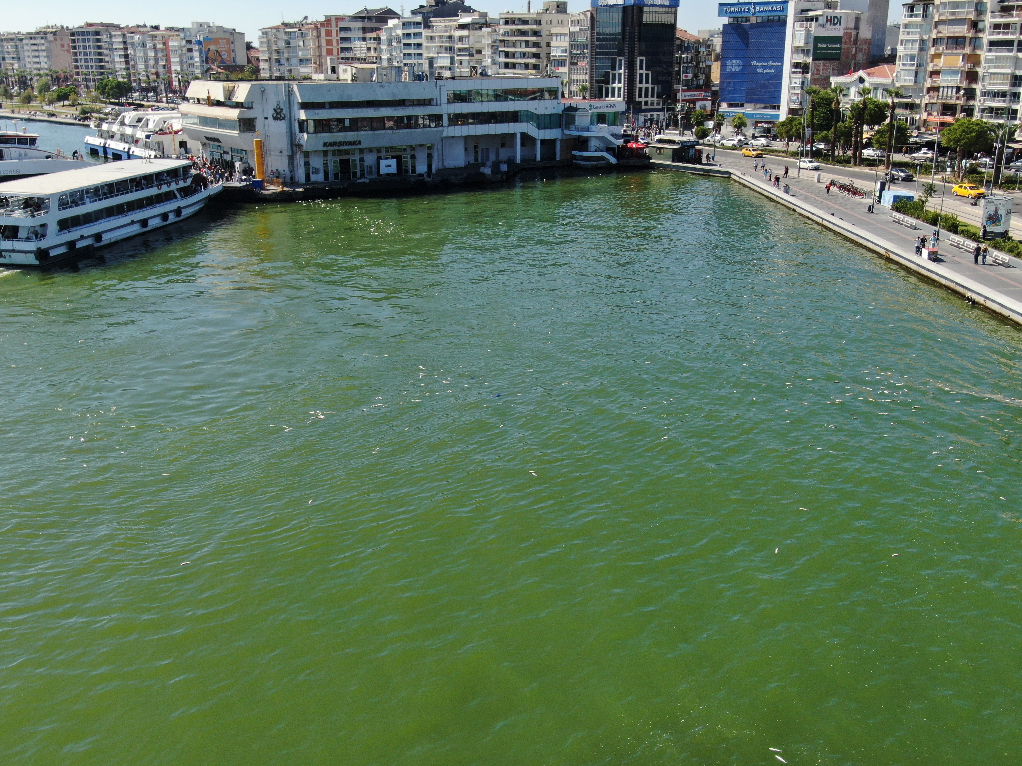 Ege’de Binlerce Ölü Balık Kıyıya Vurdu