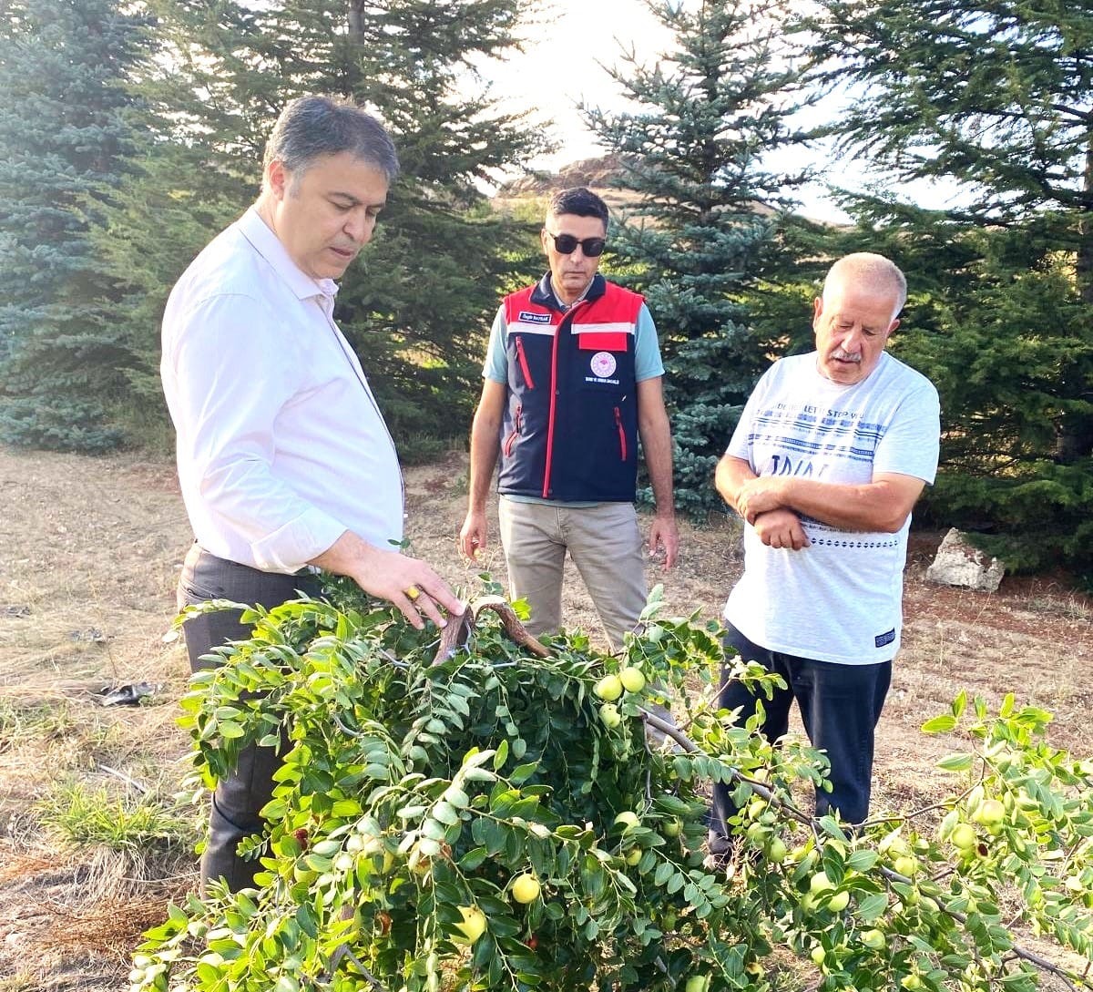 Hasat Başladı; Sindirim Ve Kalp Hastalıklarına Iyi Geliyor (2)