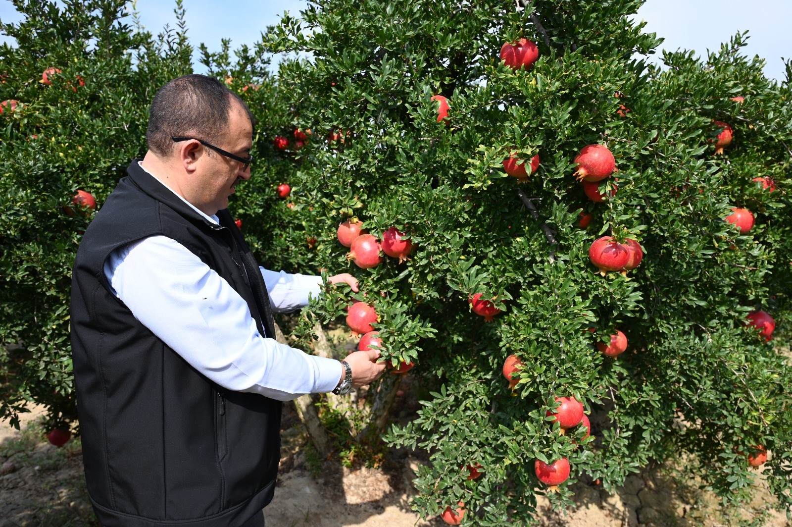 Nar Hasadı Başladı (6)