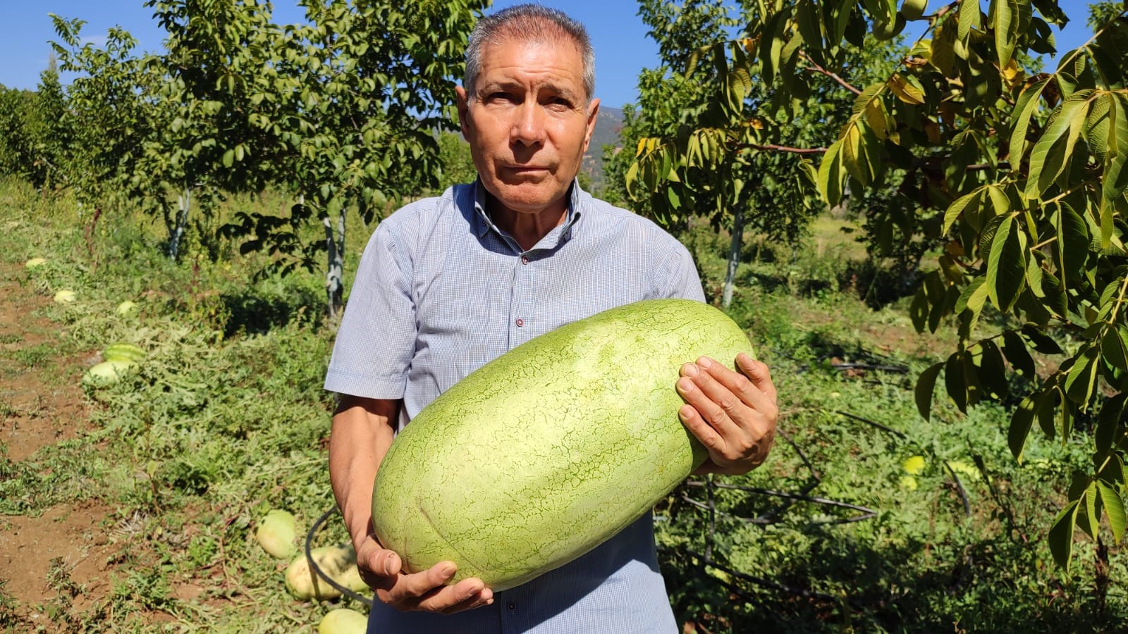 Tarlada Kalan Karpuzlar Bakın Nasıl Değerlendirildi