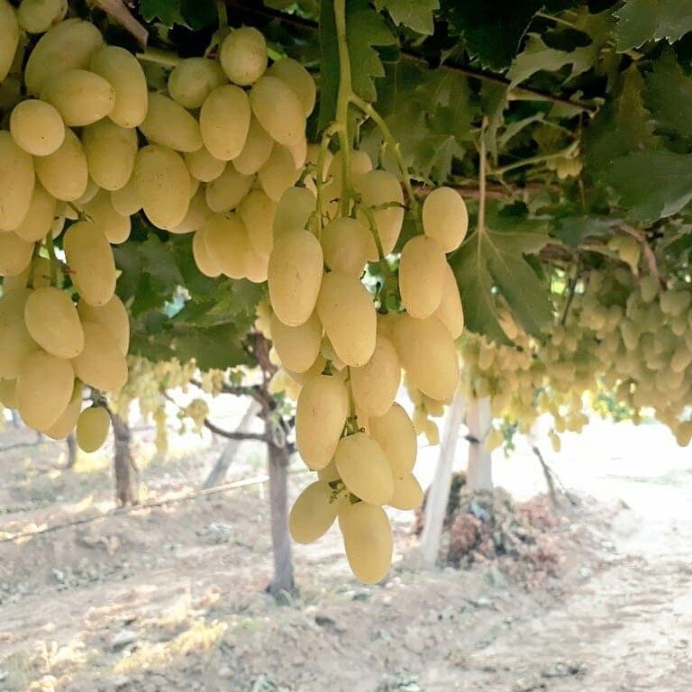 Üzüm, Dalında Bakın Kaç Lira (3)