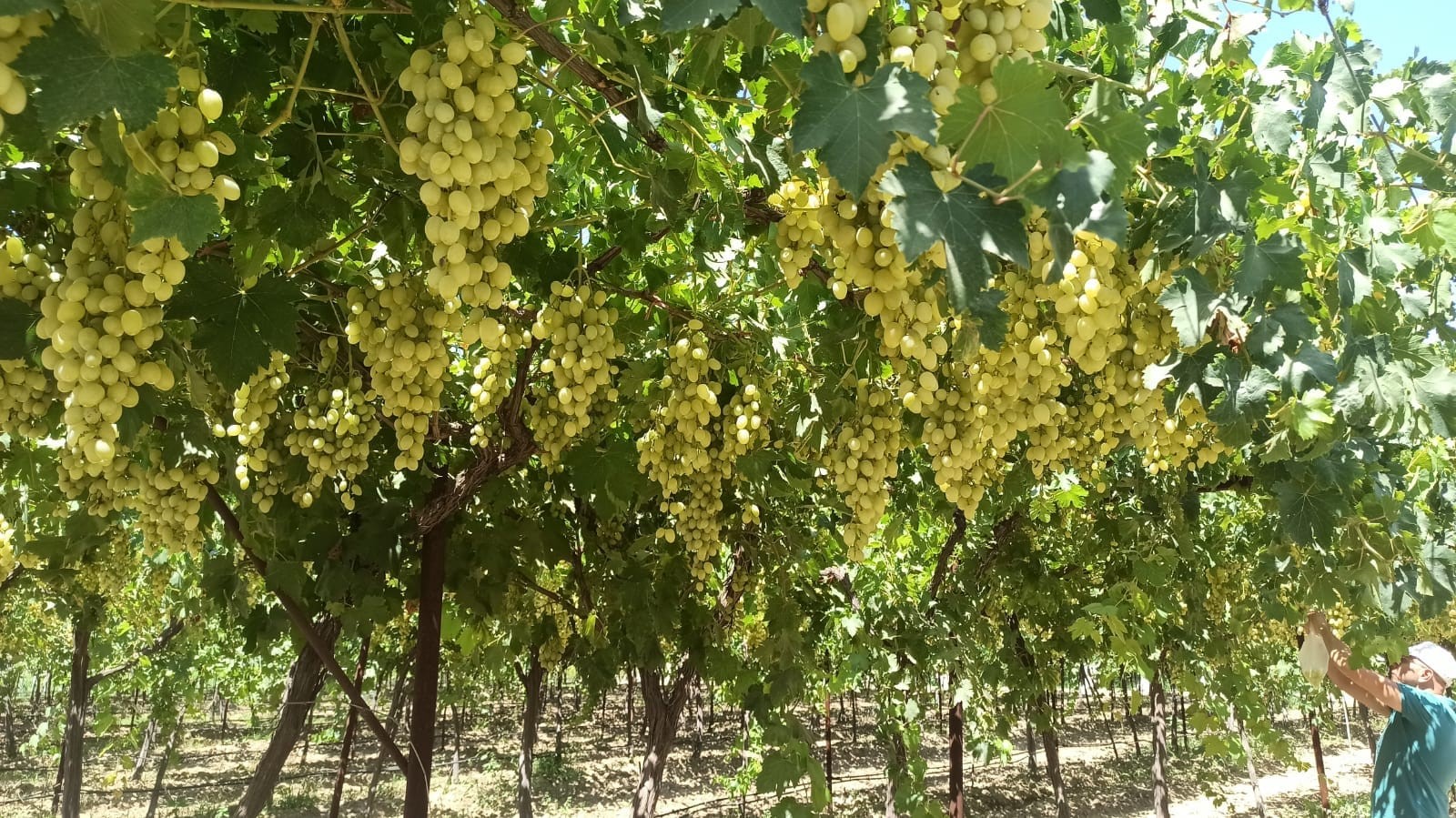 Üzüm, Dalında Bakın Kaç Lira (5)