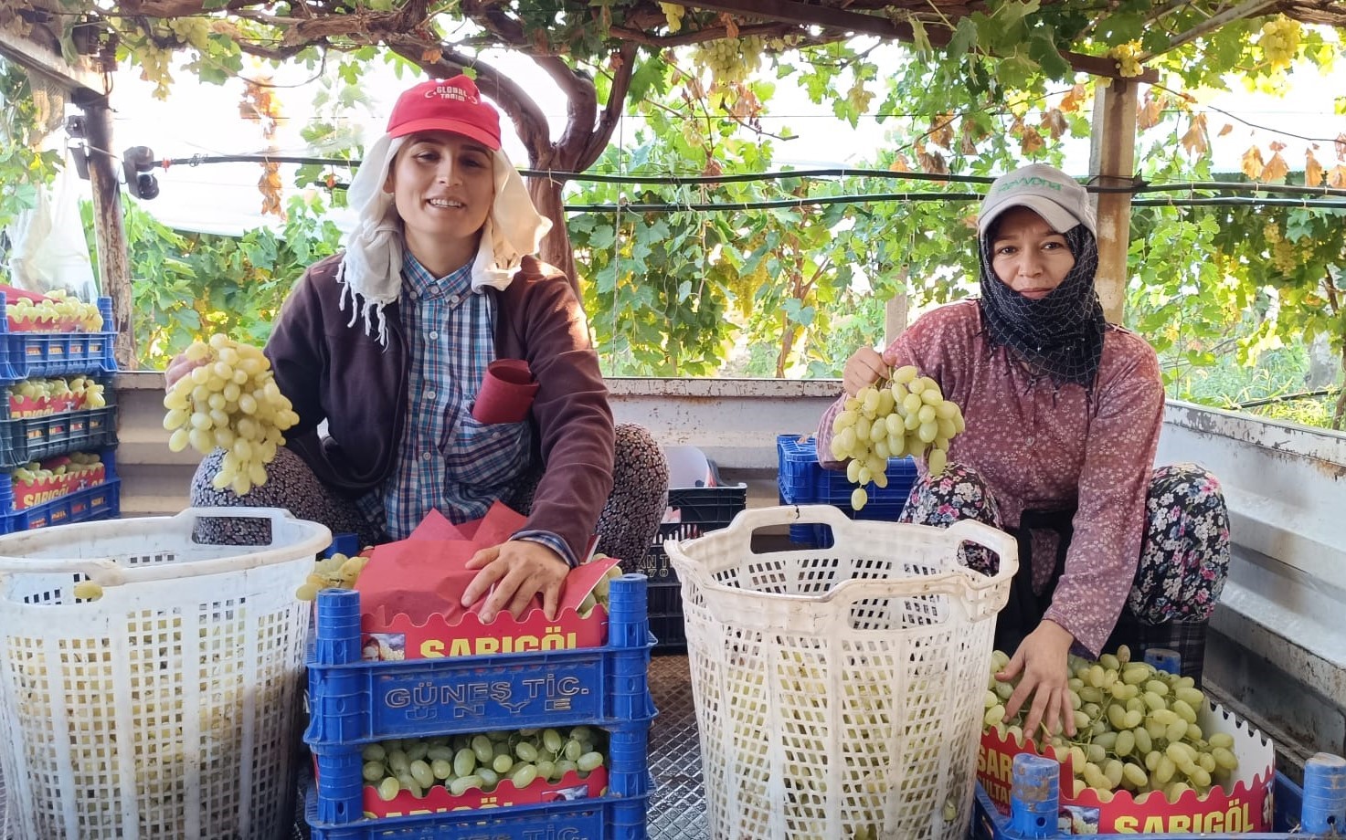 Üzüm, Dalında Bakın Kaç Lira (8)