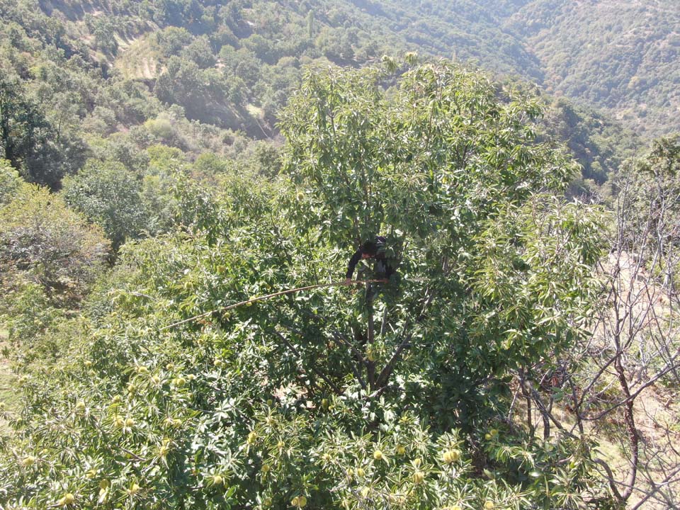 Aydın Dağlarında Kestane Telaşı (10)