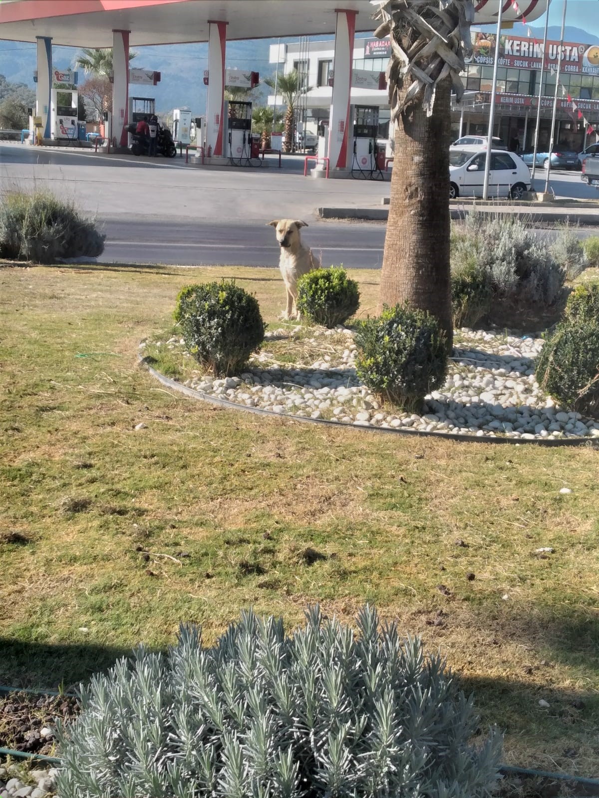 Aydın Germencik'te Yaşlı Adama Köpekler Saldırdı (3)