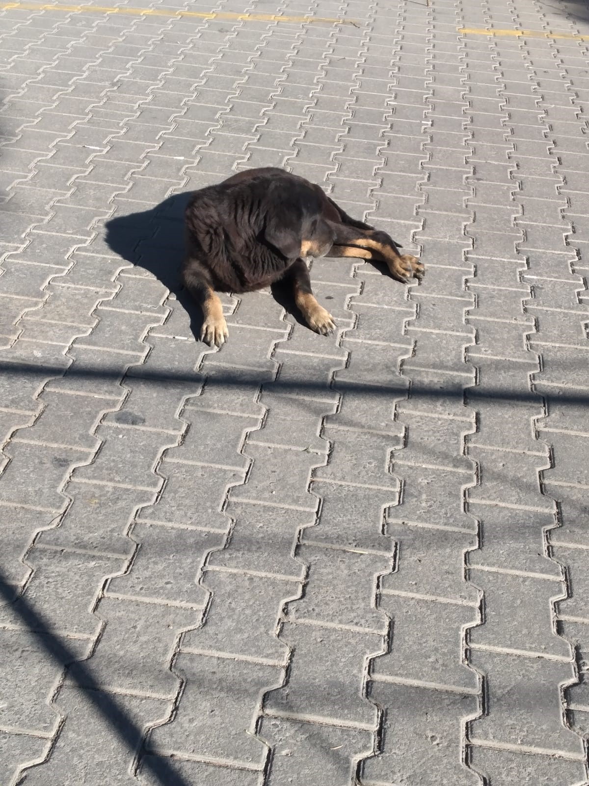 Aydın Germencik'te Yaşlı Adama Köpekler Saldırdı (4)