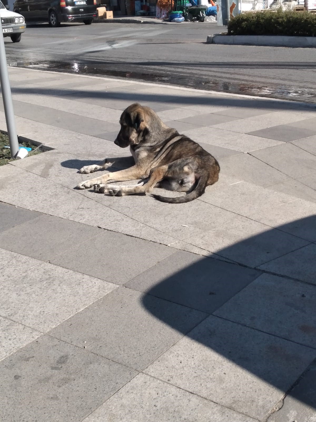 Aydın Germencik'te Yaşlı Adama Köpekler Saldırdı (6)